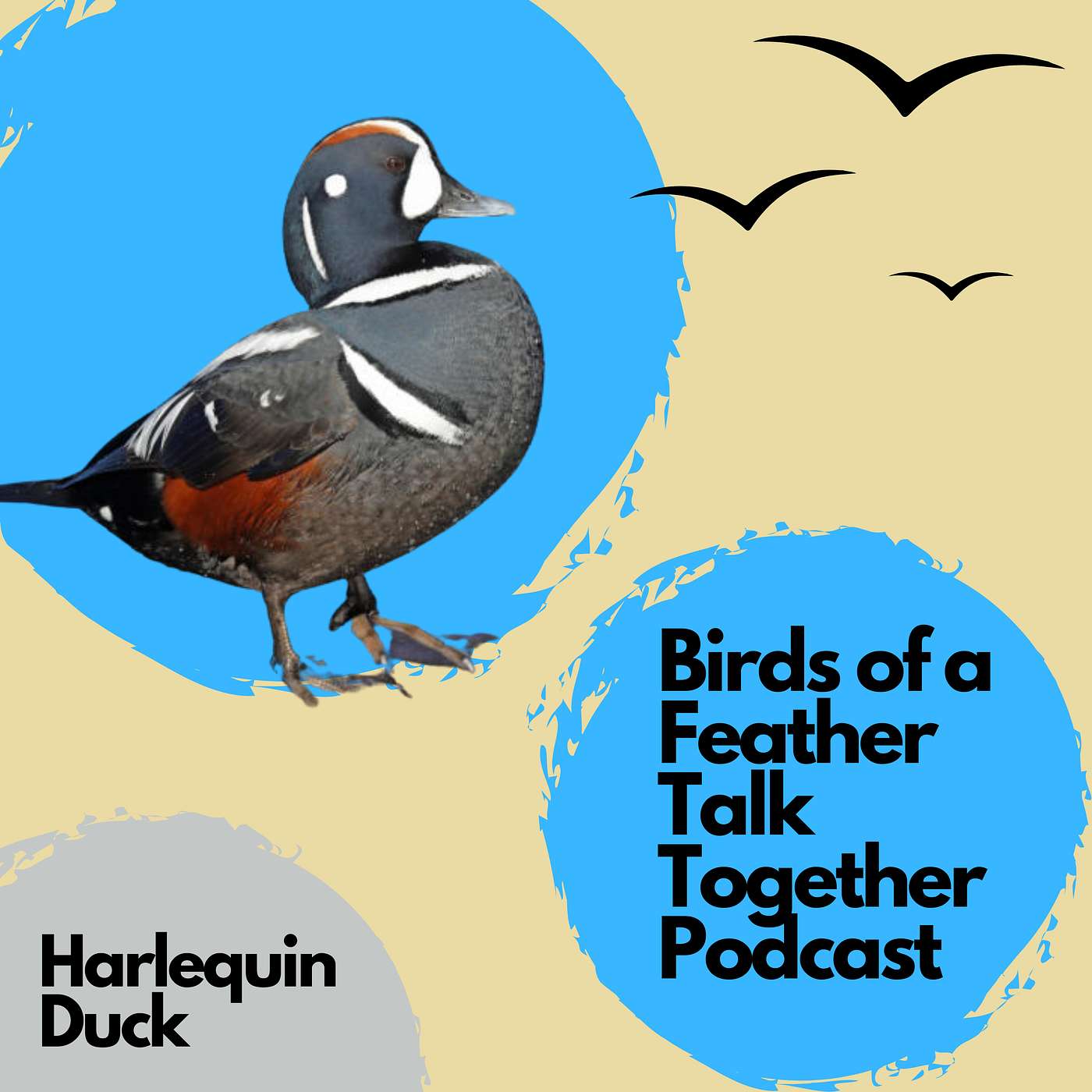 127: Harlequin Duck Revisited 127: Harlequin Duck Revisited