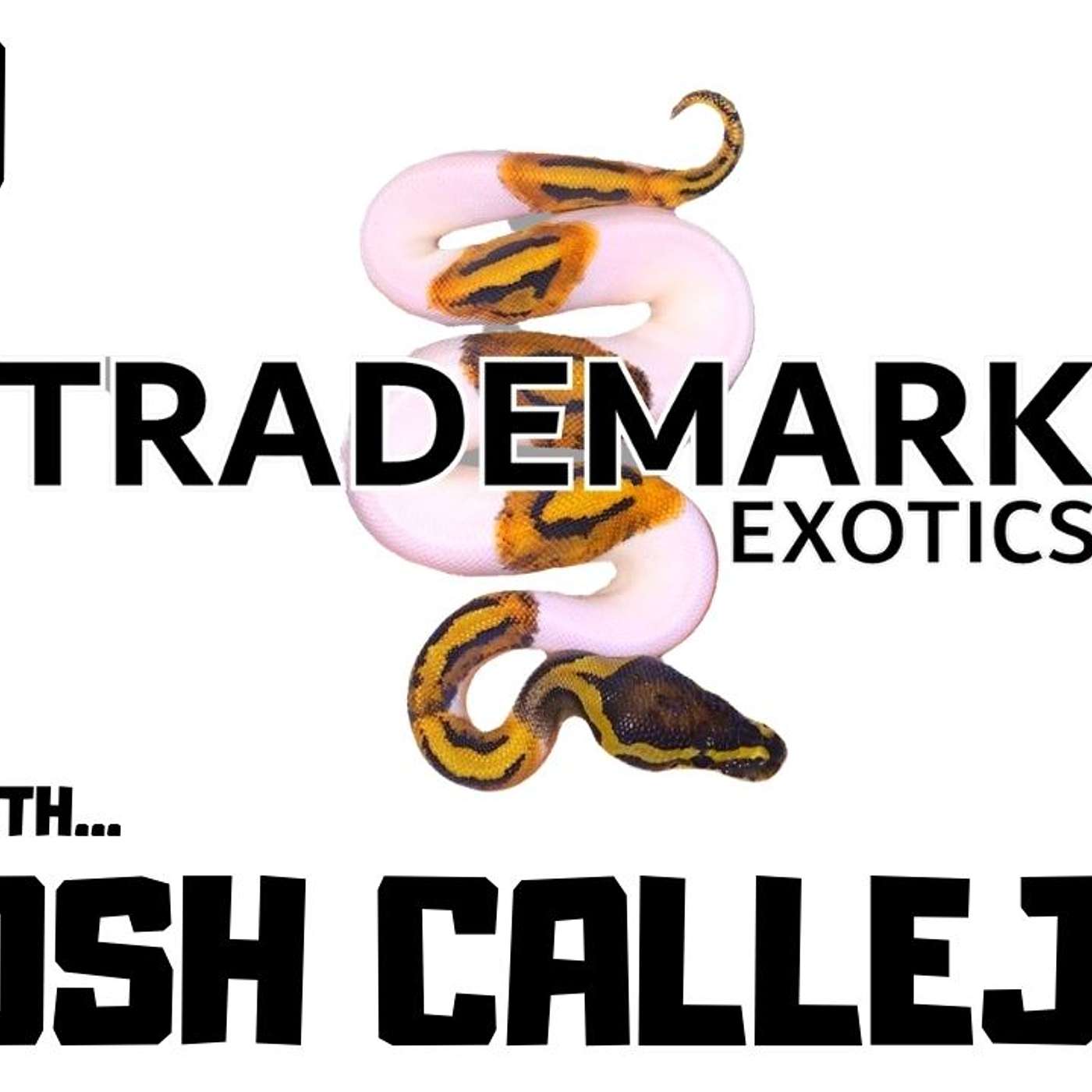 #70 JOSH CALLEJA OF TRADEMARK EXOTICS | BALL PYTHON BREEDER | TRAP TALK WITH MJ