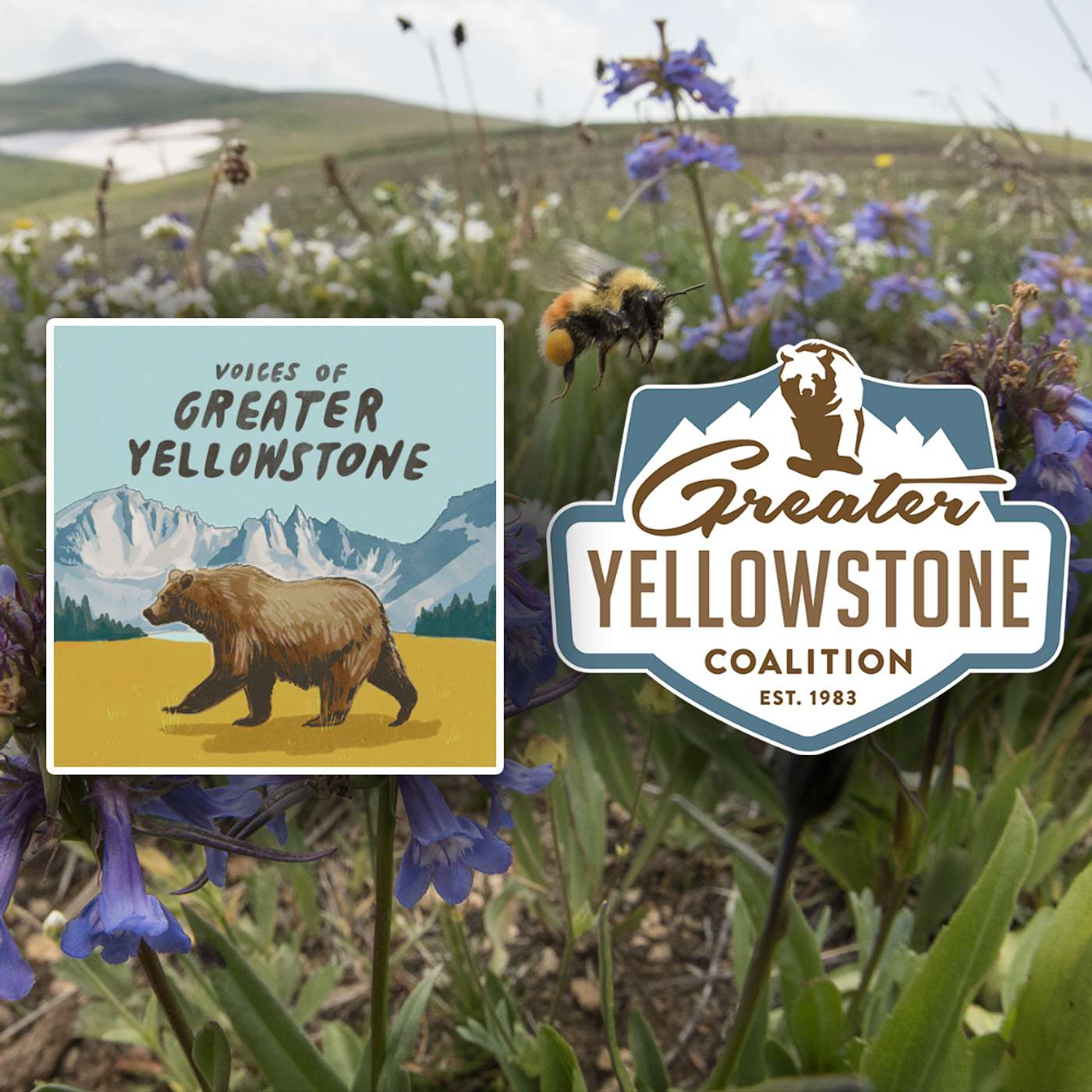 How Native Pollinators Keep Greater Yellowstone Blooming