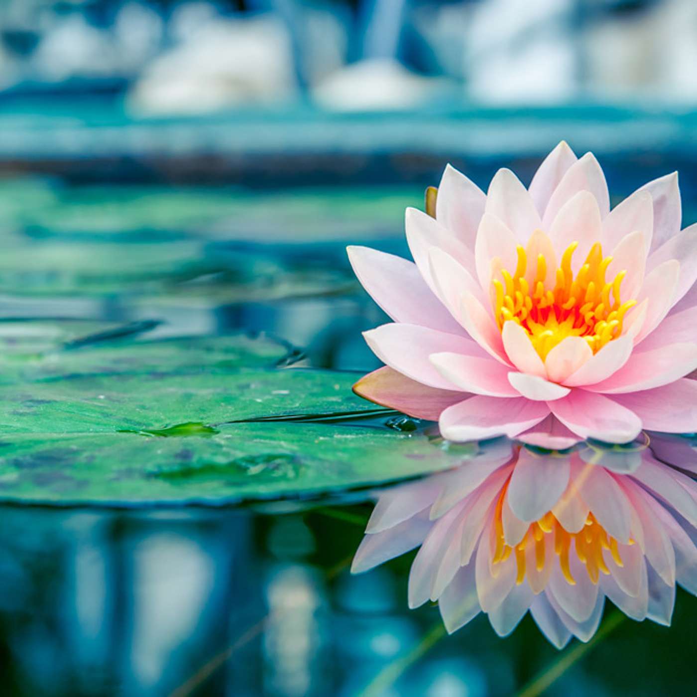 The Health Edge: translating the science of self-care