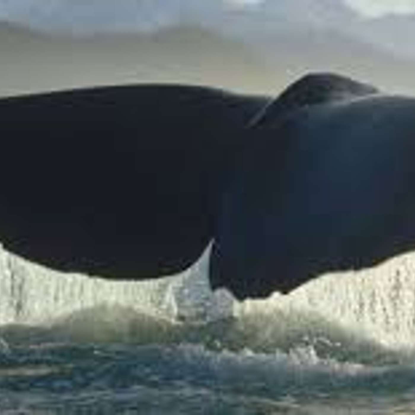 Le balene: grandi animali,  grandi problemi...  di Lucia Orlandi