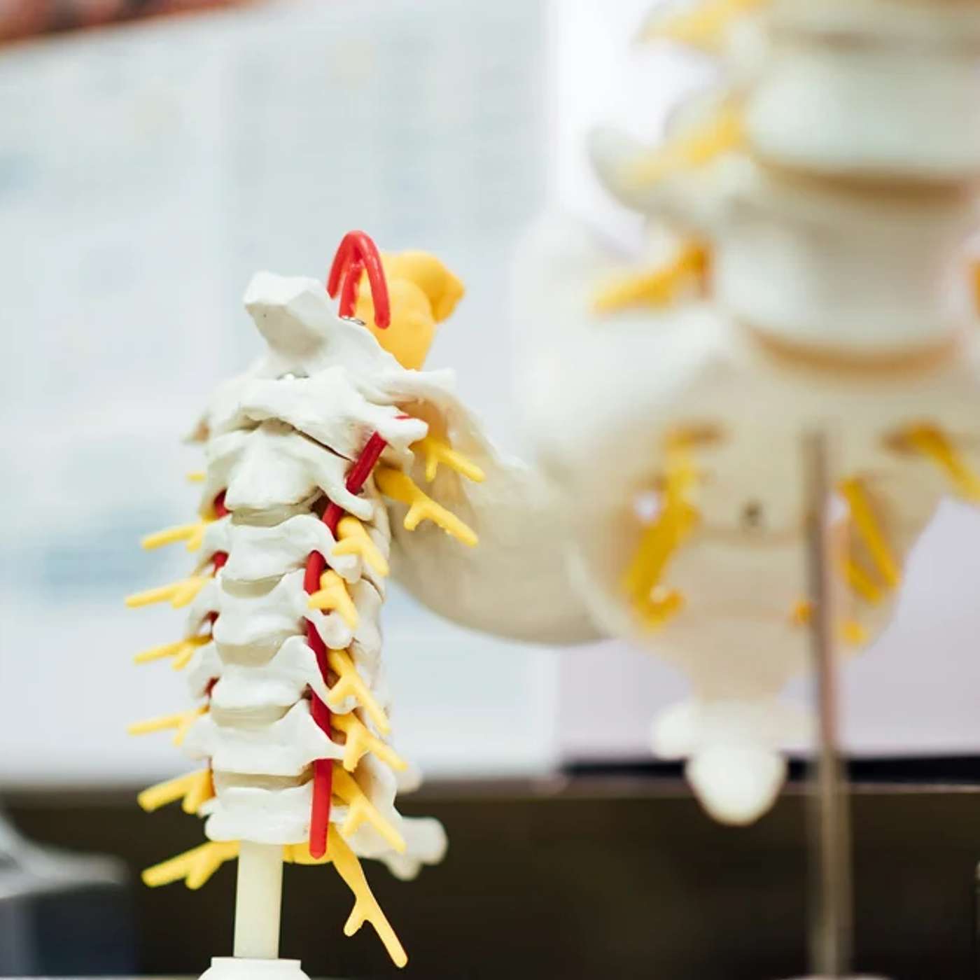 How Does Chiropractic Work? How Does Chiropractic Work?