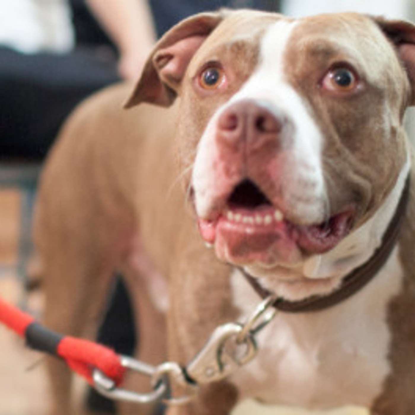 De onde vem a resistência em aplicativo correções e restrições no treinamento dos cães? episode artwork