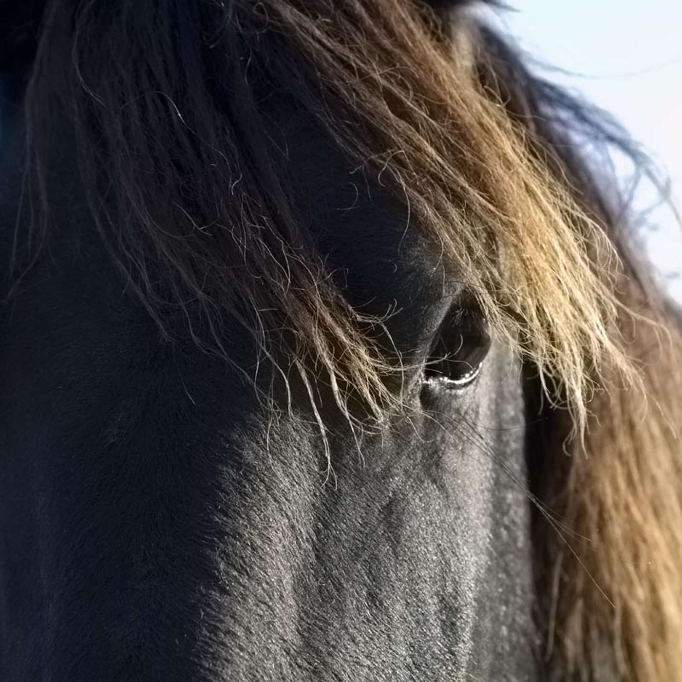 Friese Paarden Podcast cover art