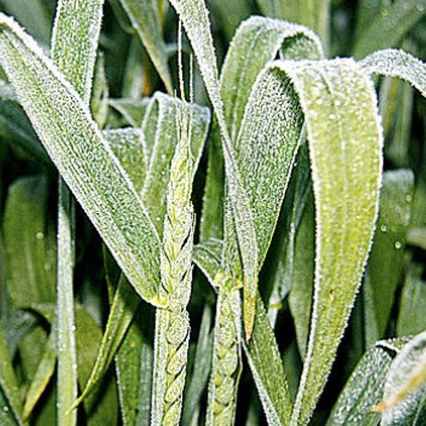 Frost, floods and 2,4-D