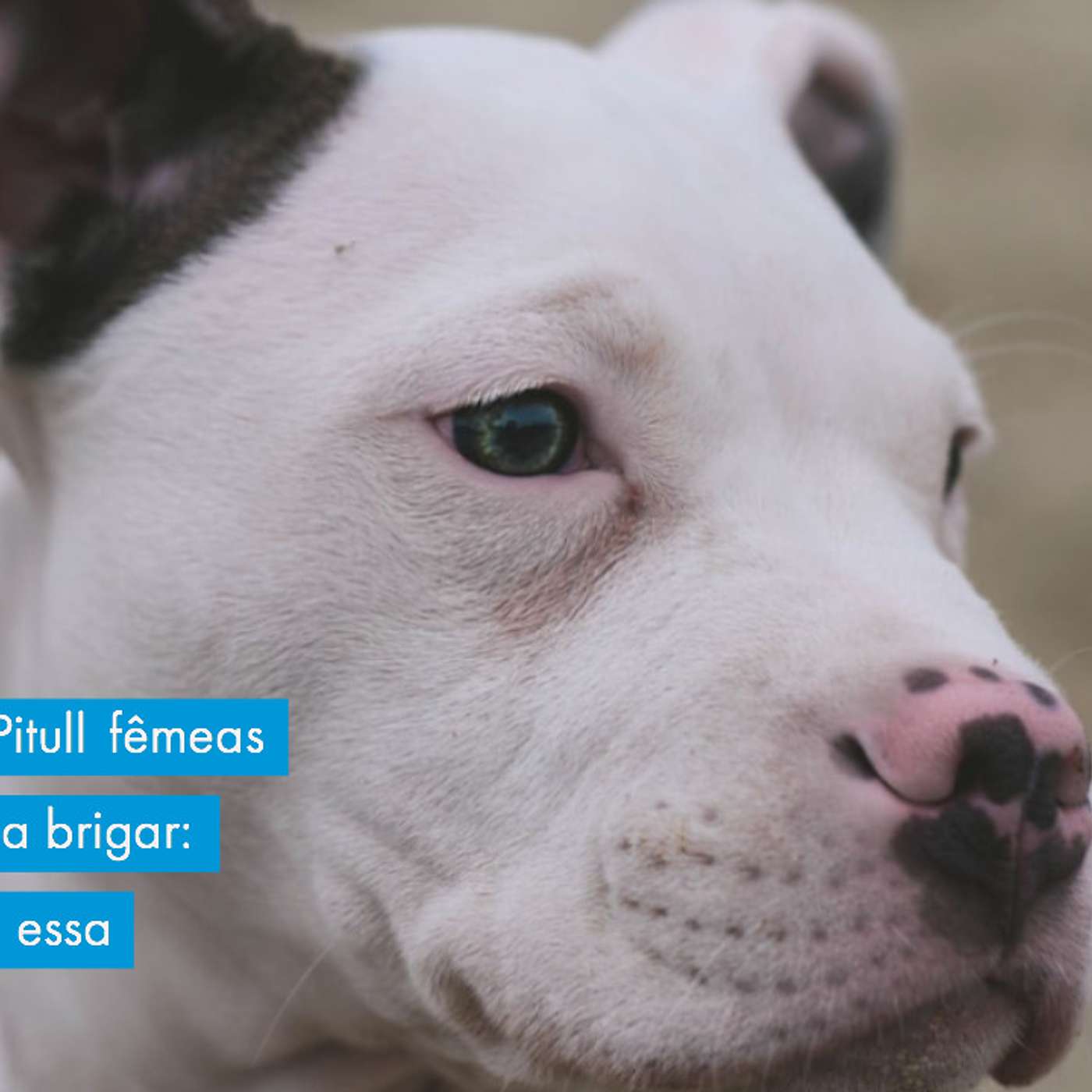Pitull fêmeas que começaram a brigar: como reconstruir essa relação? episode artwork
