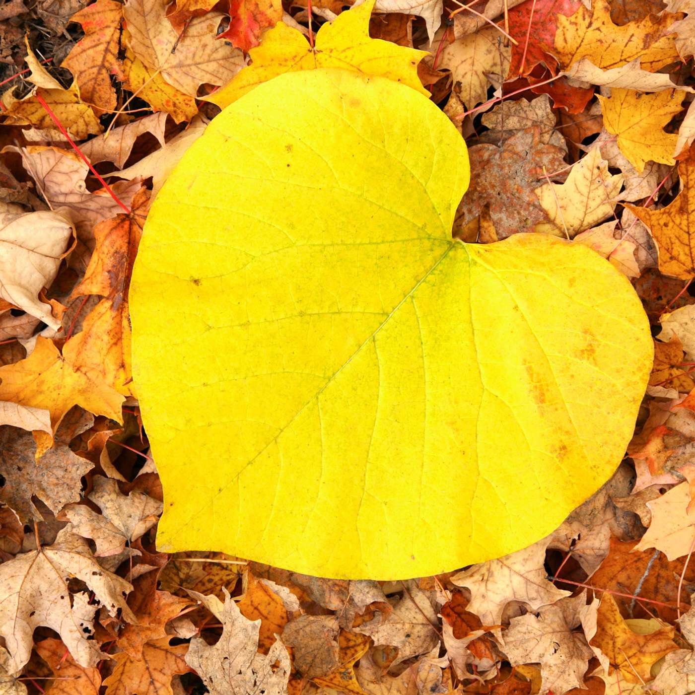 The Practice of Gratitude Amidst Festive Overwhelm