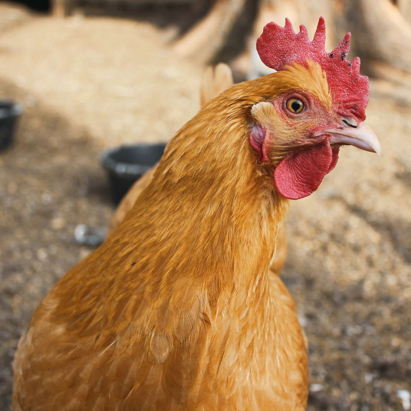 The Chickens' Right To Choose