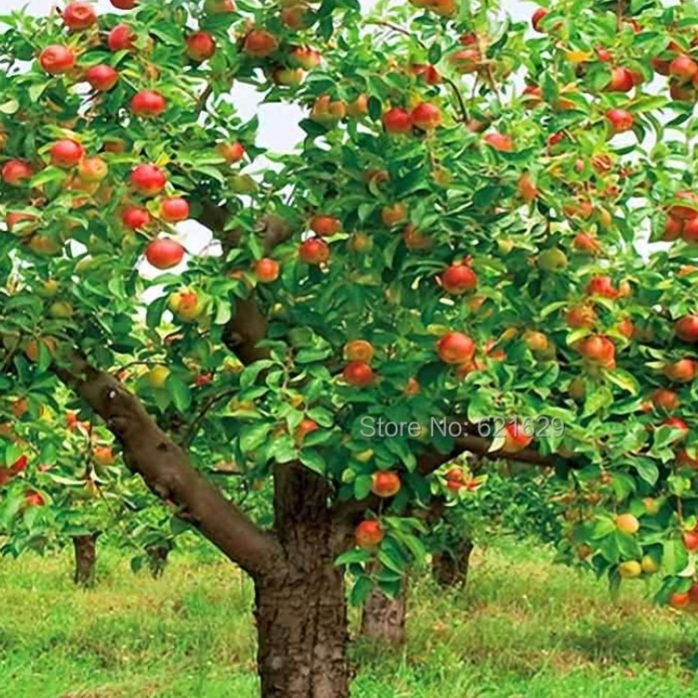 Seeds Of Bad Fruit: Fornication