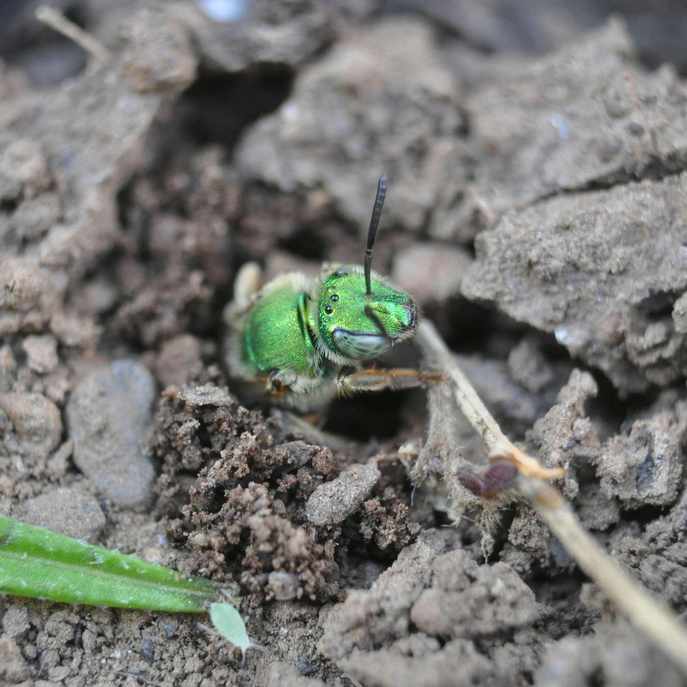 Bug Banter with the Xerces Society