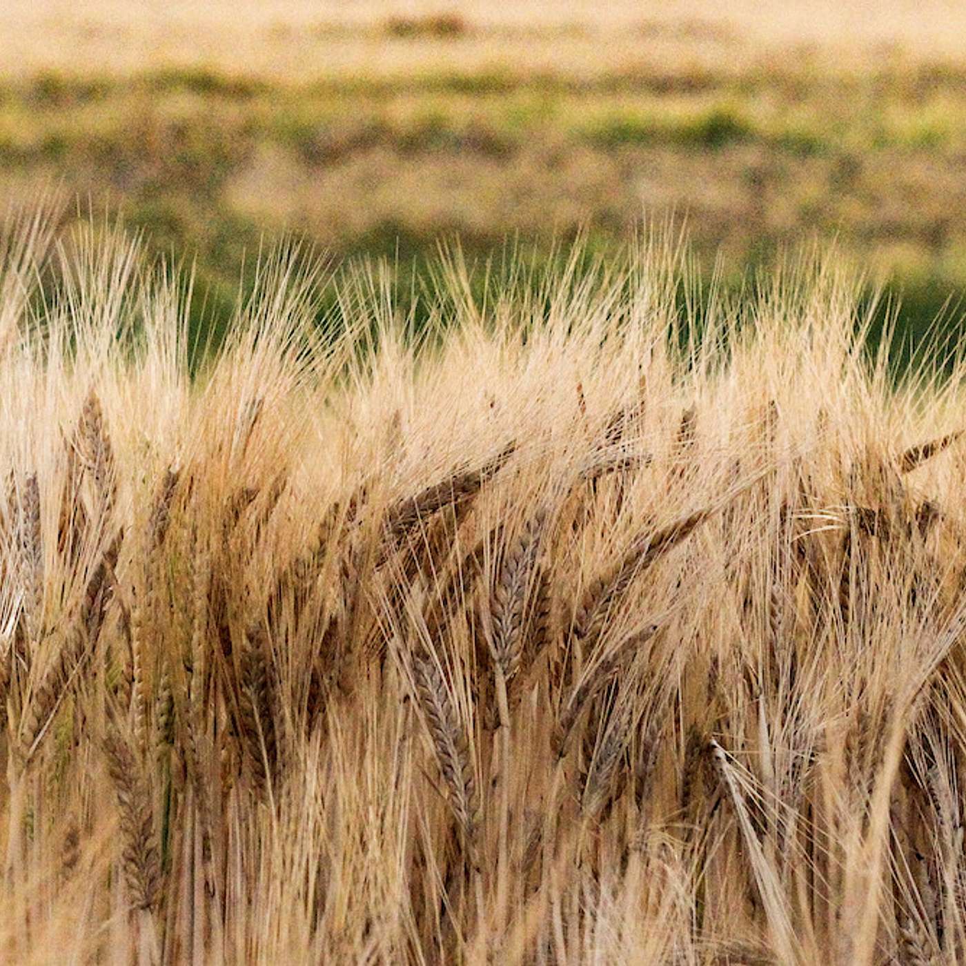 How soil amelioration saved the day for Warakirri's Condingup enterprise