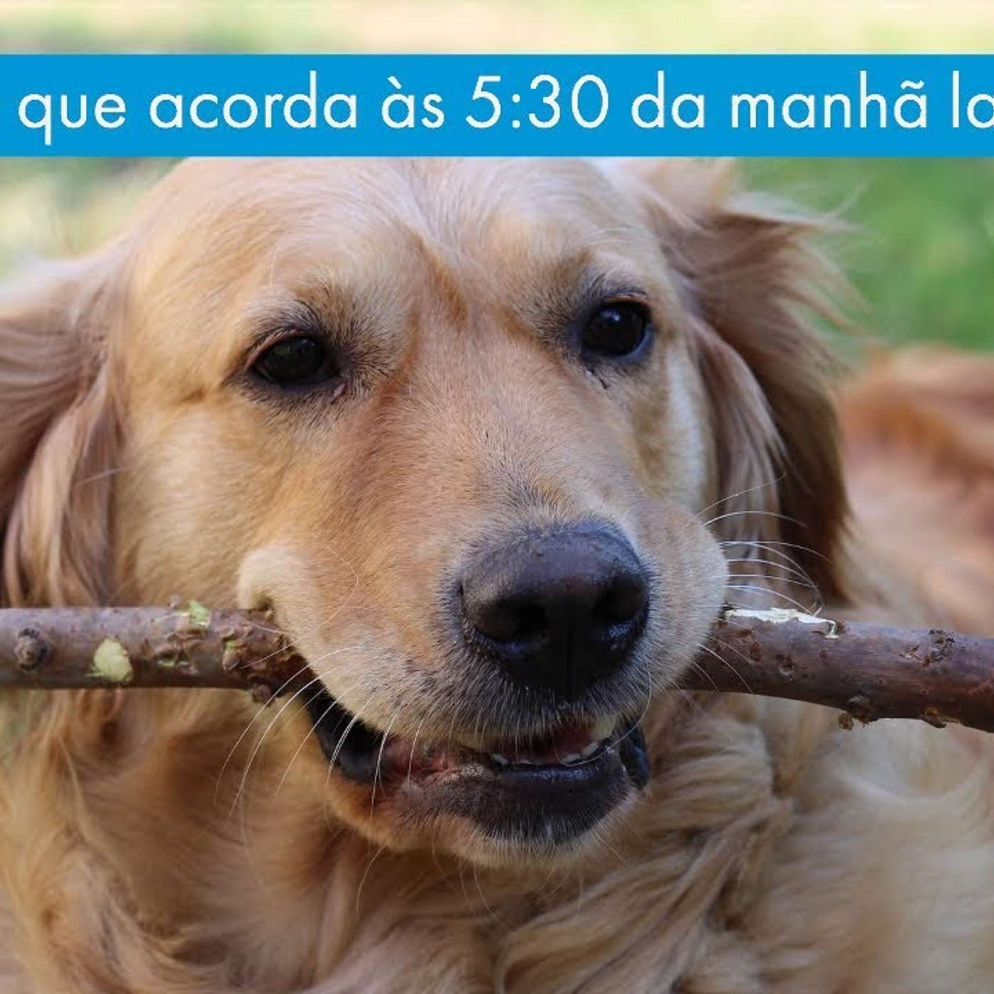 Golden que acorda às 5:30 da manhã latindo! episode artwork