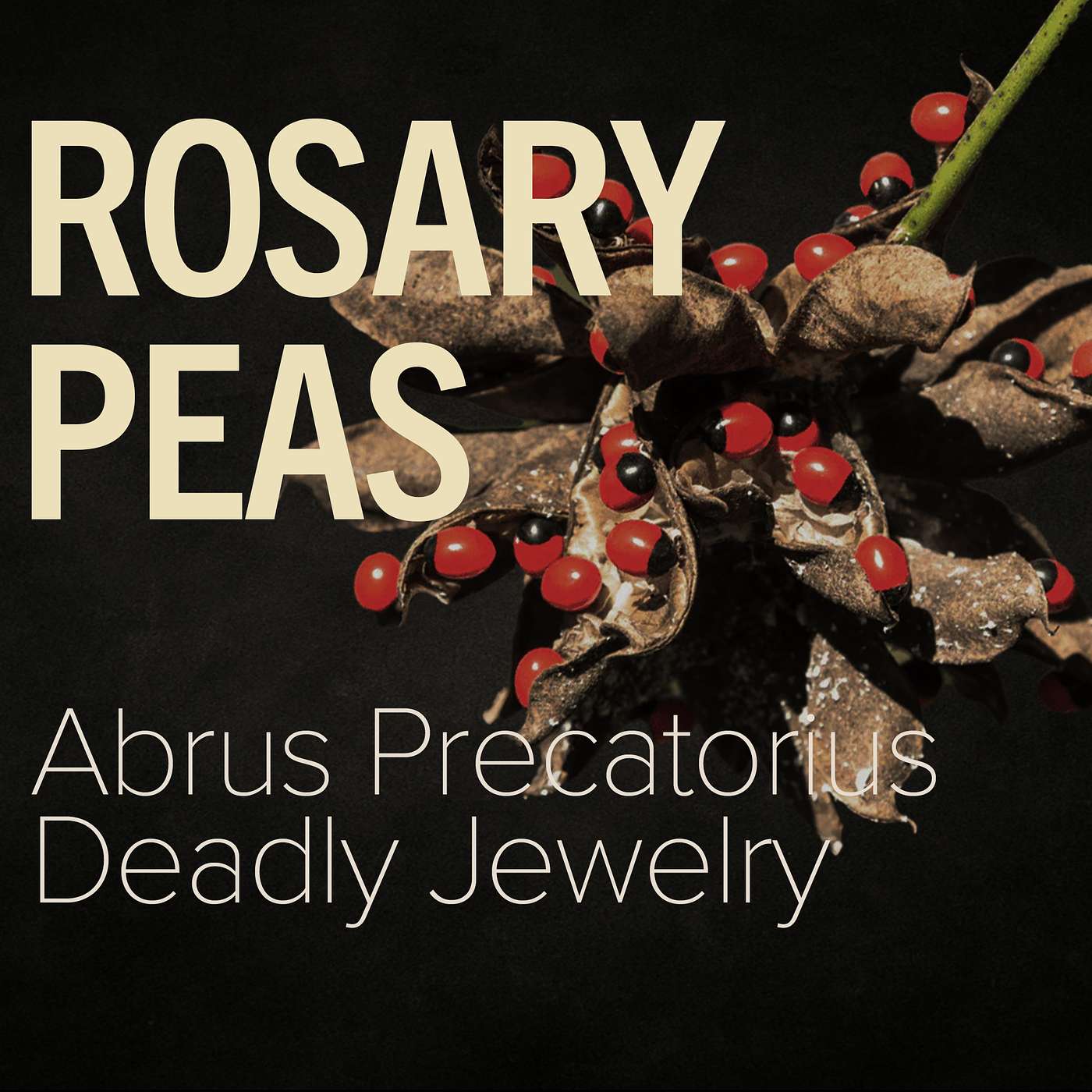 Rosary Peas - Deadly Jewelry