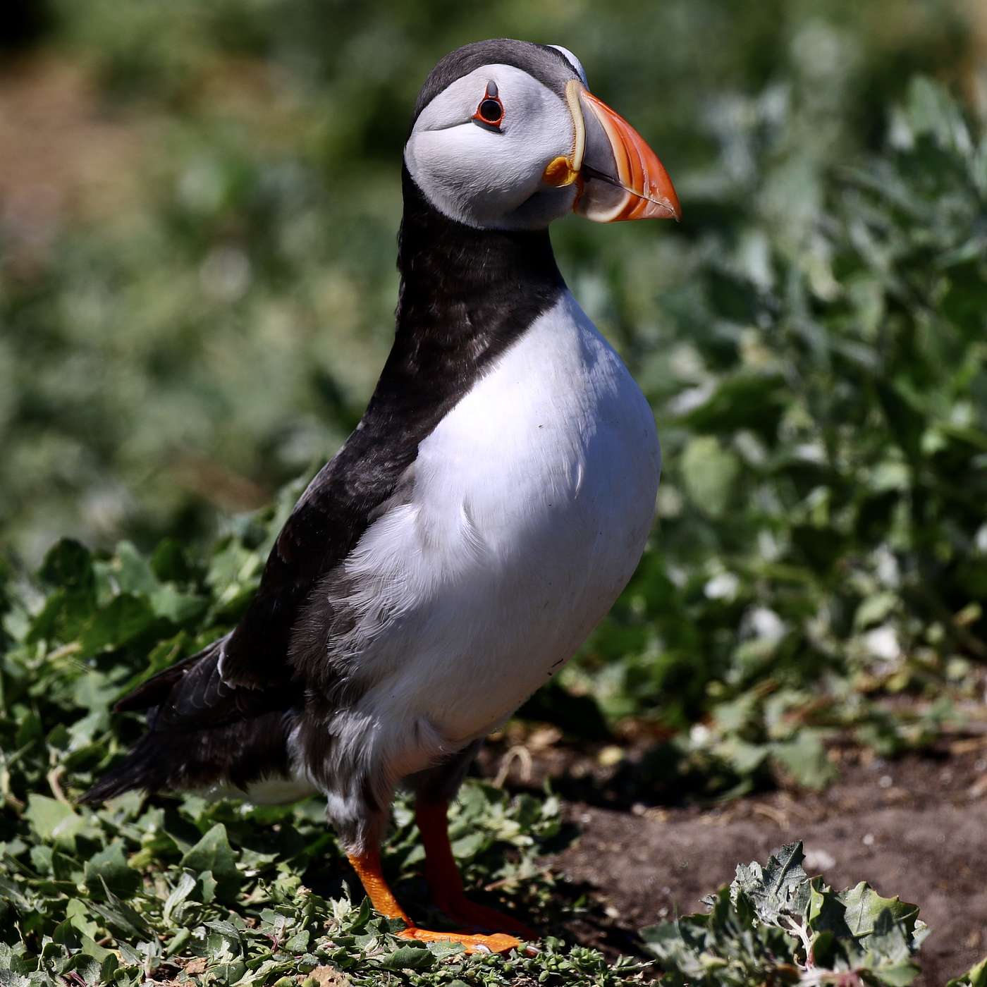 Inspiration, puffins & ratty episode artwork