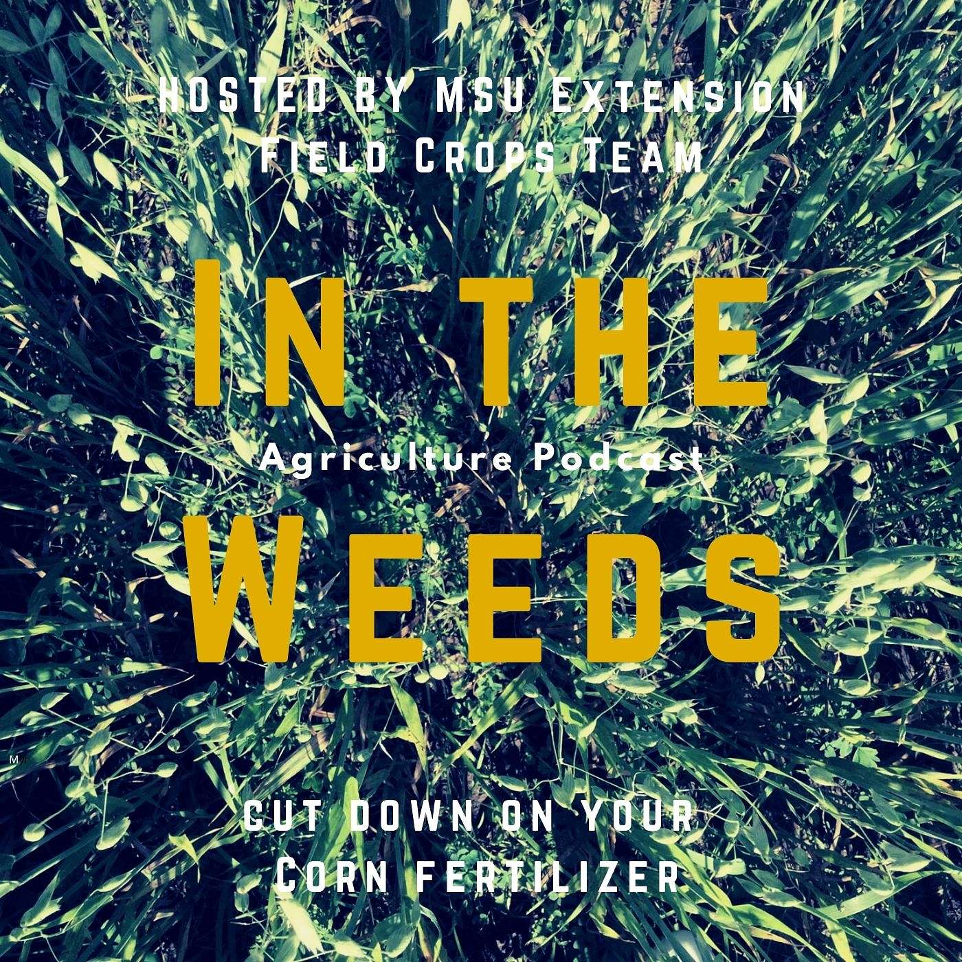 In the Weeds: Cut Down on Your Corn Fertilizer episode artwork