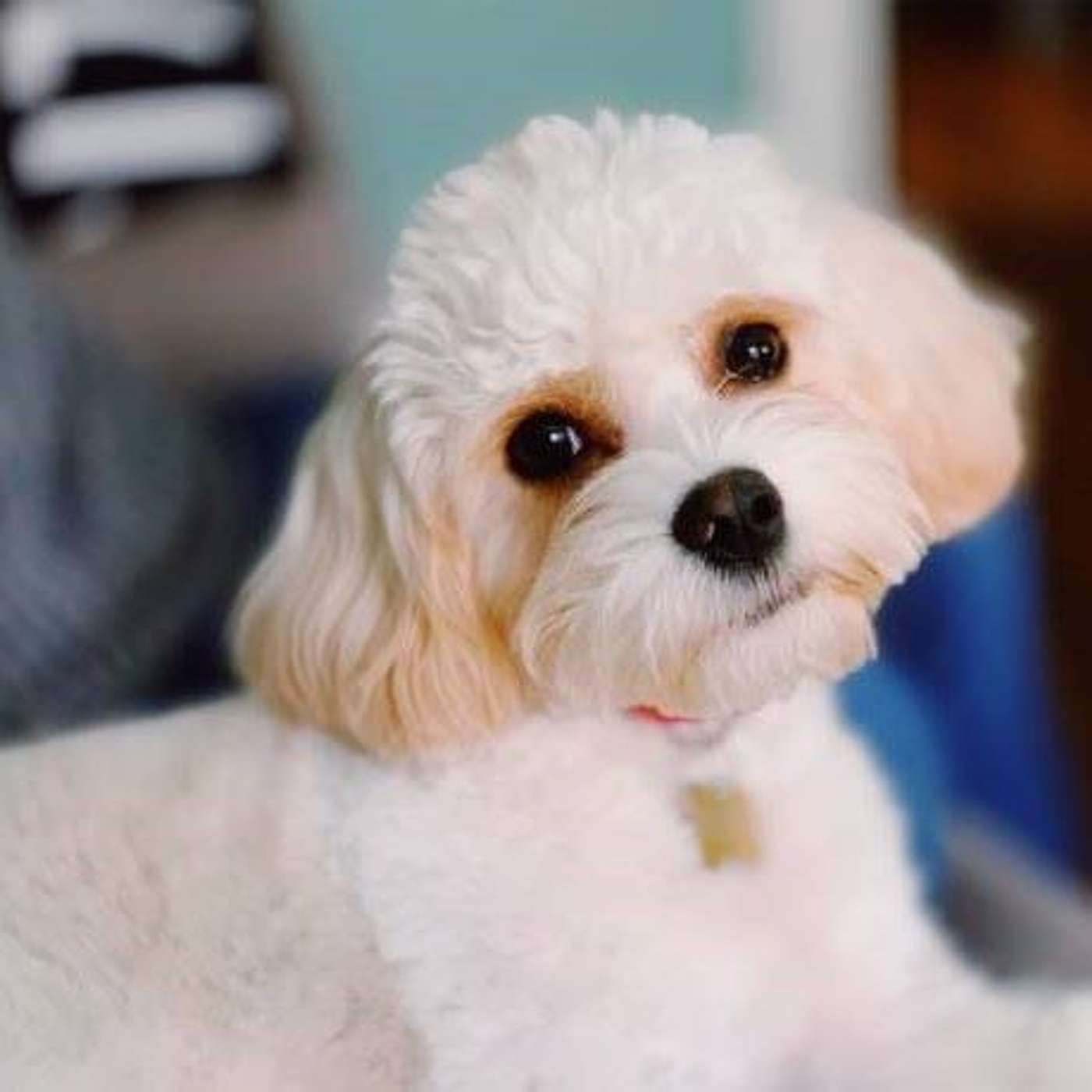 WHY MIXED BREED DOGS WIN HEARTS EVERYWHERE