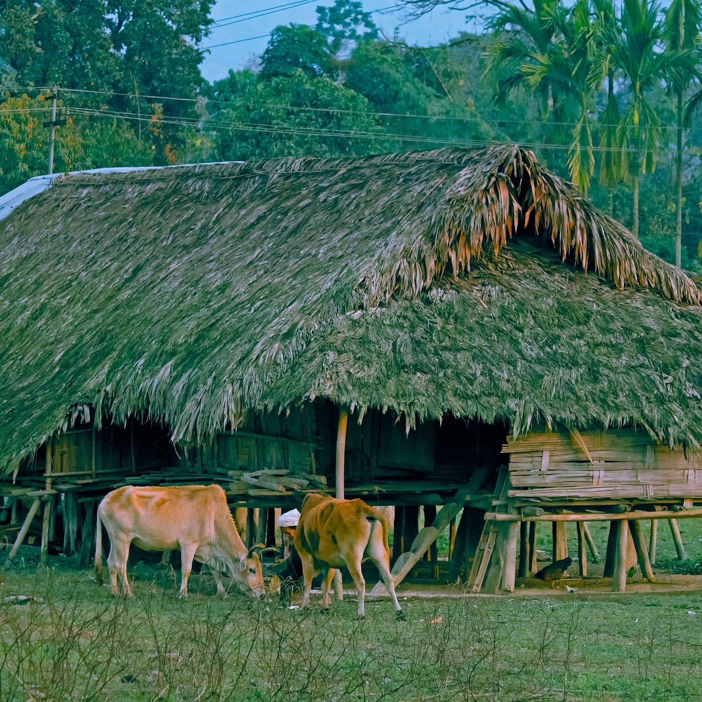 A Man, A Miracle, A Village