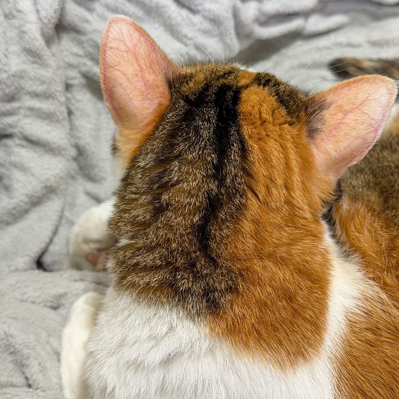 【鮑鮑報報EP50】大衛鮑魚在火星2025年總回顧