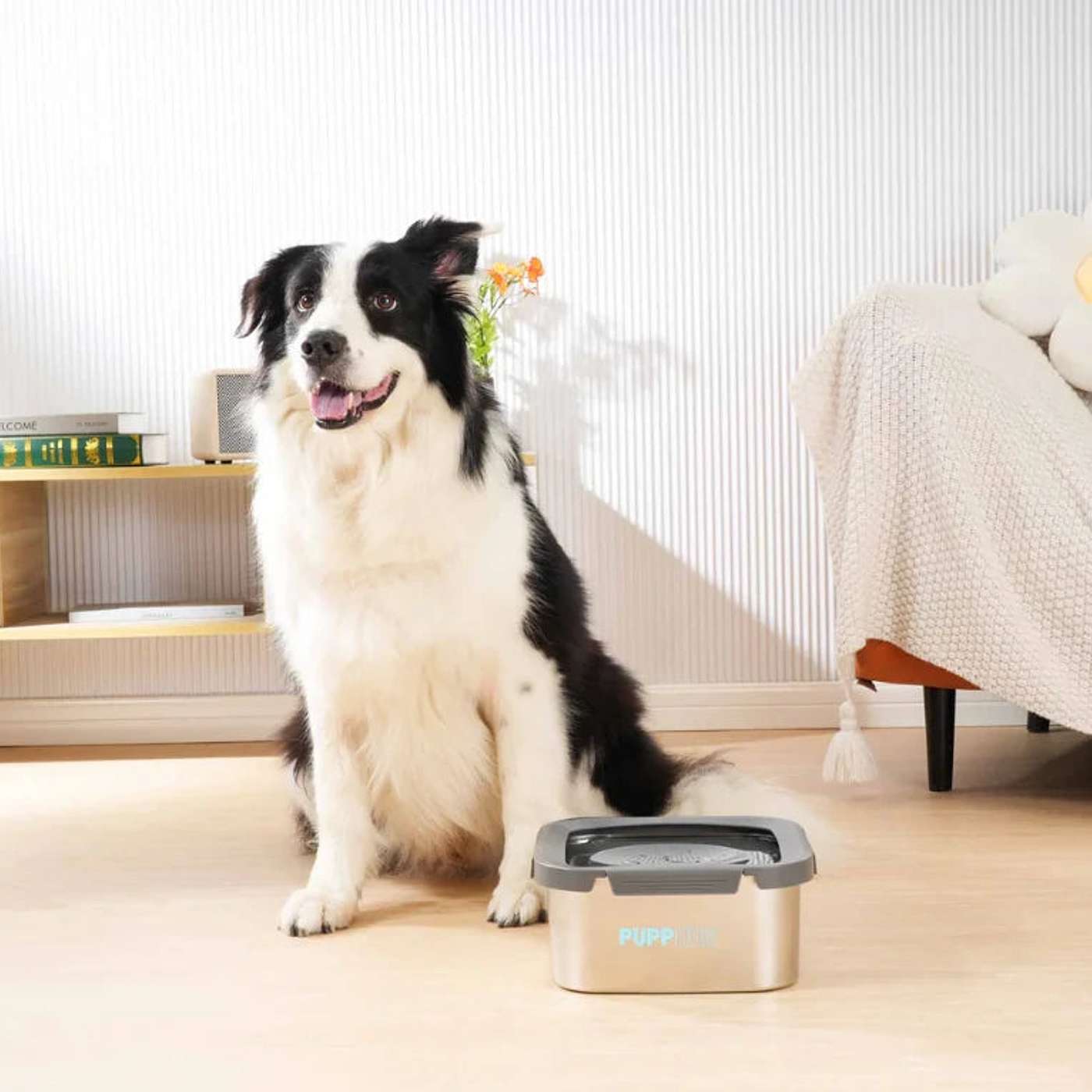 Maintaining Pet Health and Enhancing Owner's Quality of Life: How to Get Rid of Dog Gland Smell