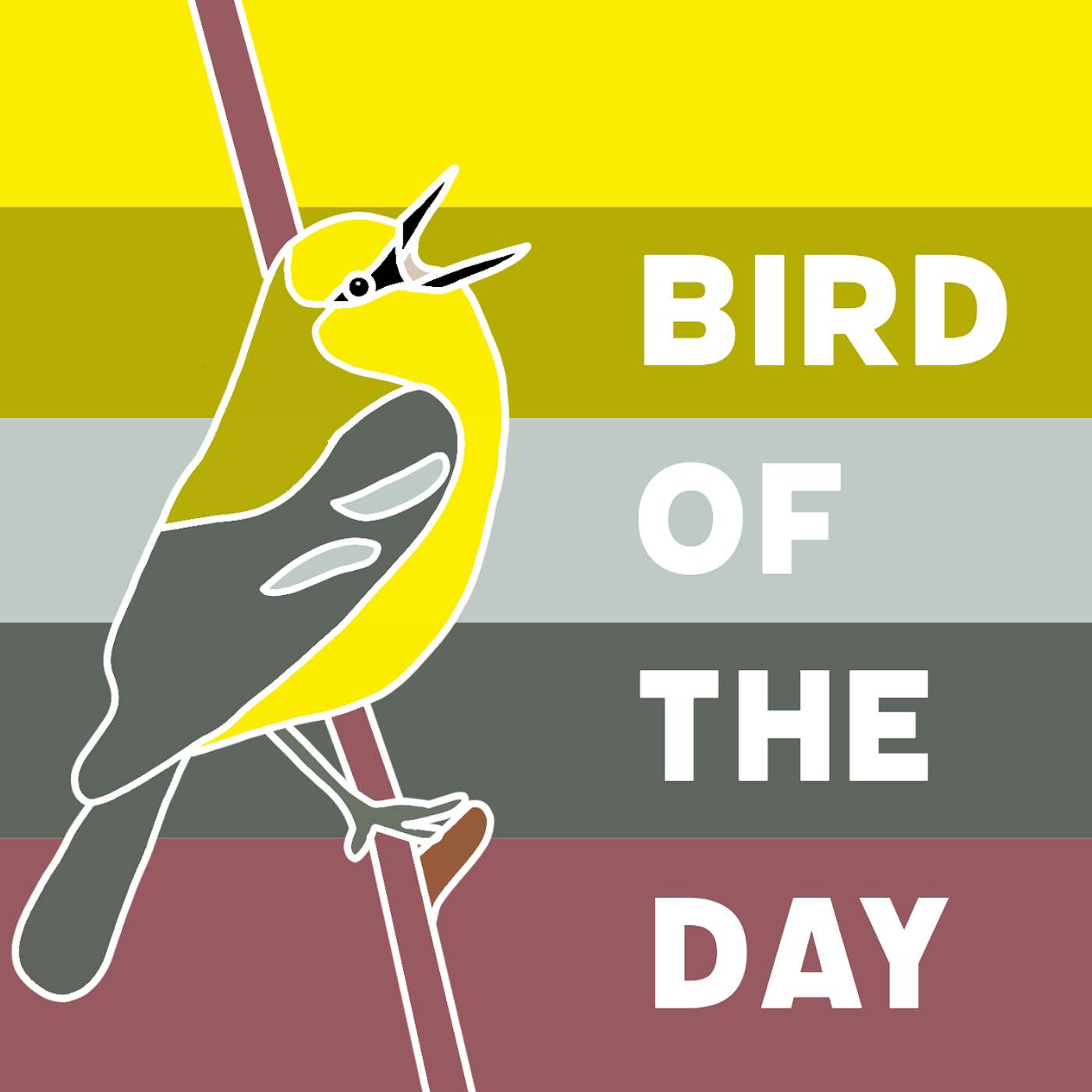 Bird of the Day