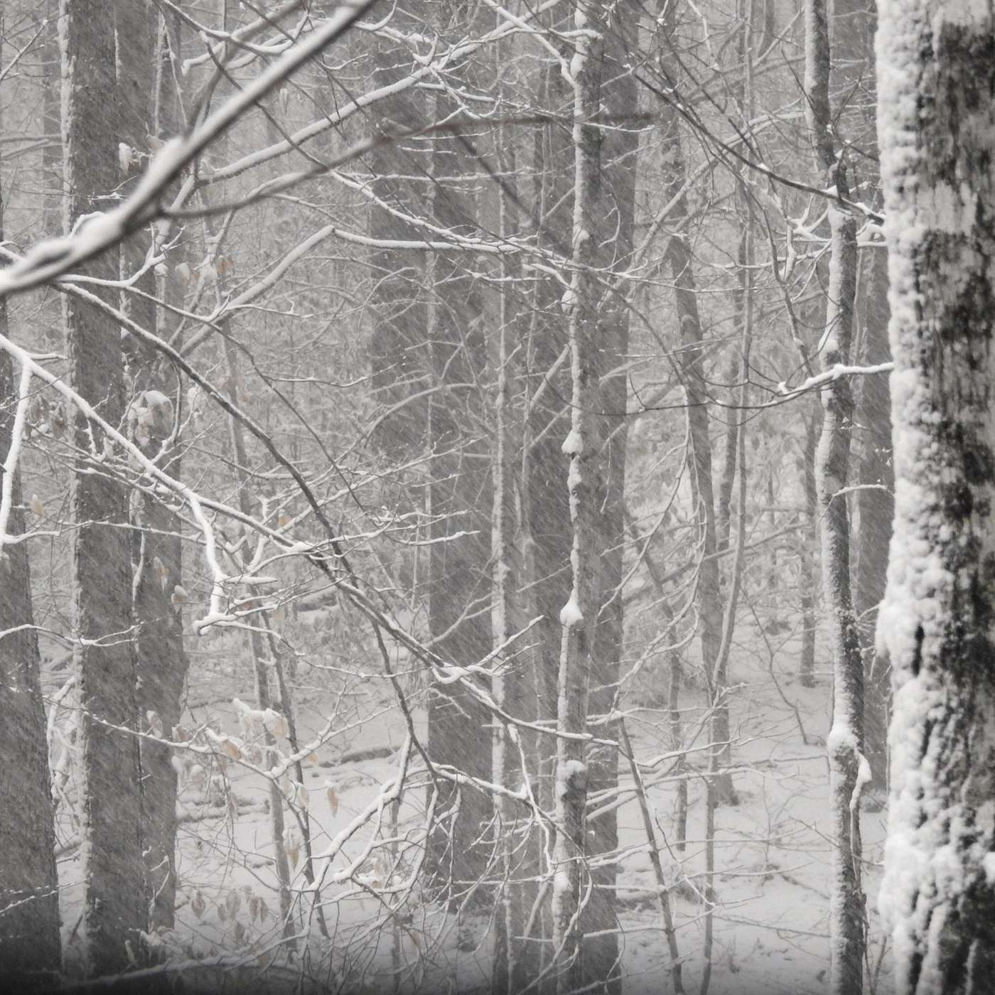 Message from the Mountain