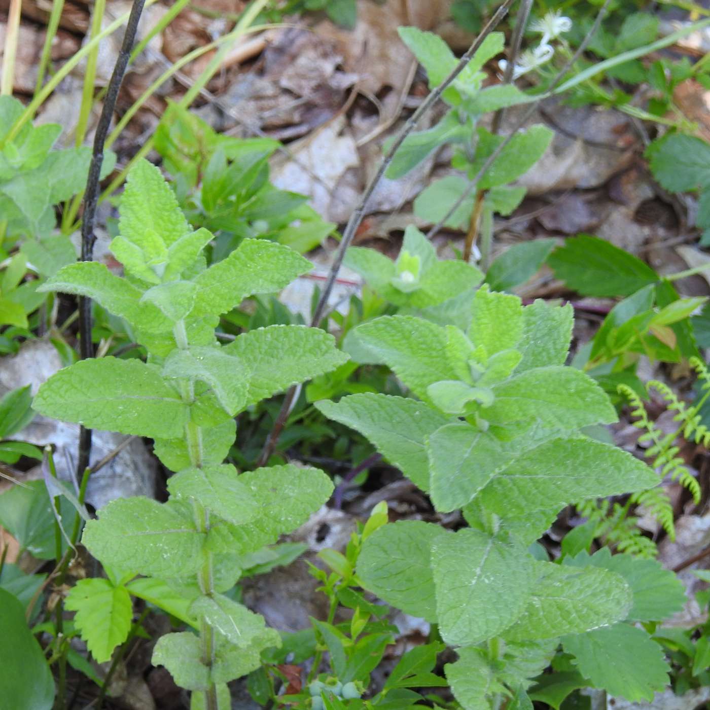 FRESH HERBS