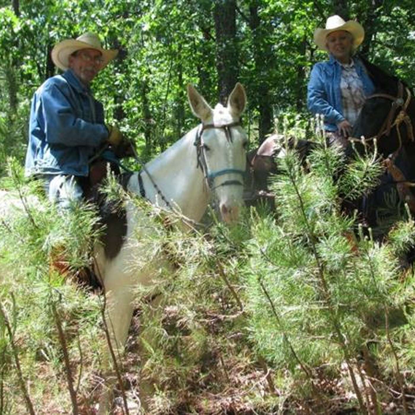 Ride Arkansas & Trail Safety on Equestrian Legacy Radio's SADDLE UP AMERICA!