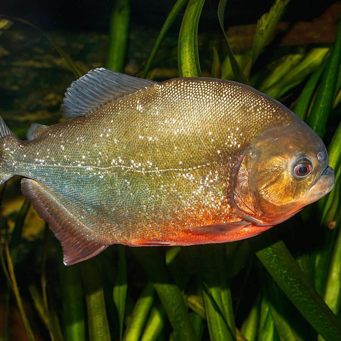 "Perch, with an Attitude" by Steve Adams