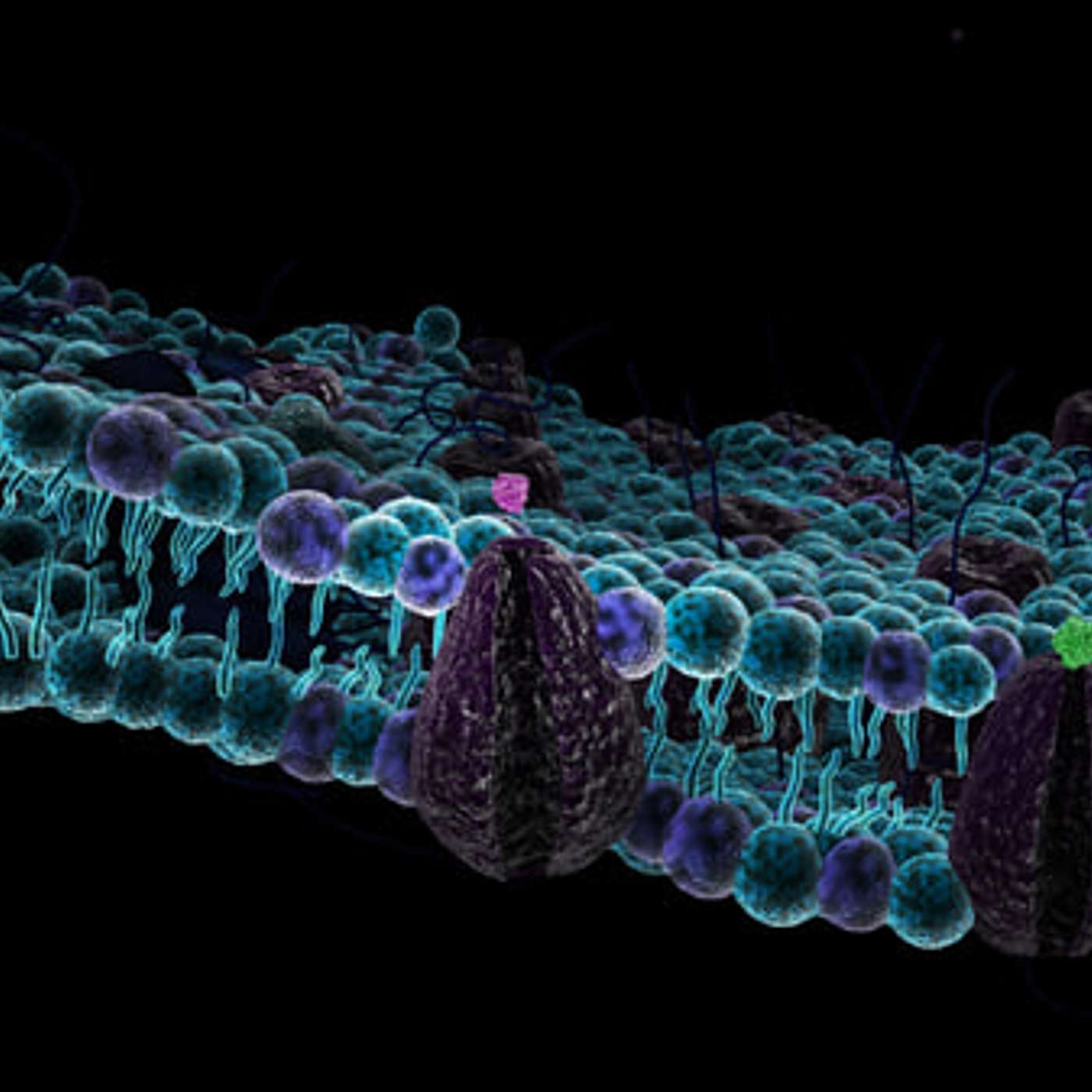 38. The edge of life: Cell membranes, diffusion, and transport.
