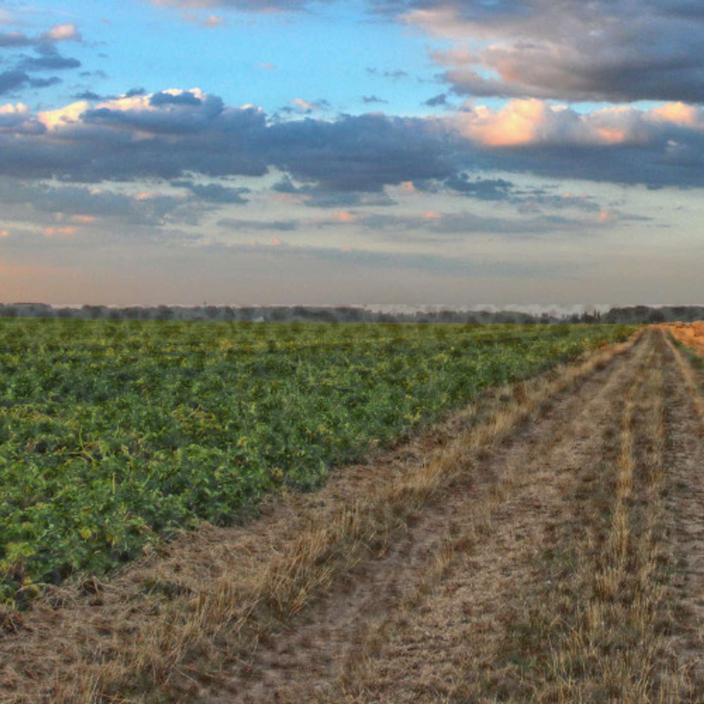 The Cornerstones of Healthy Food Systems