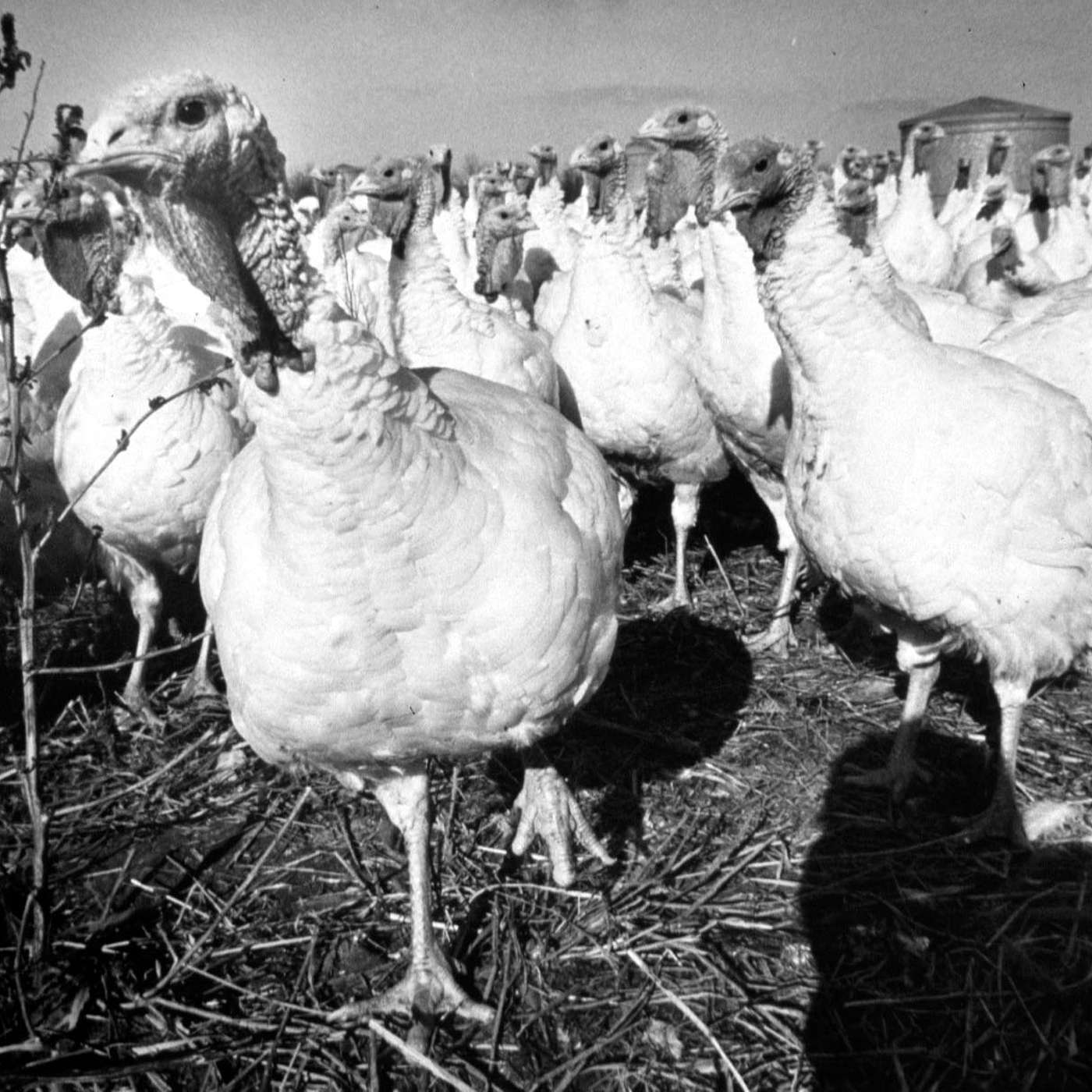 Infinite midwit Infinite midwit