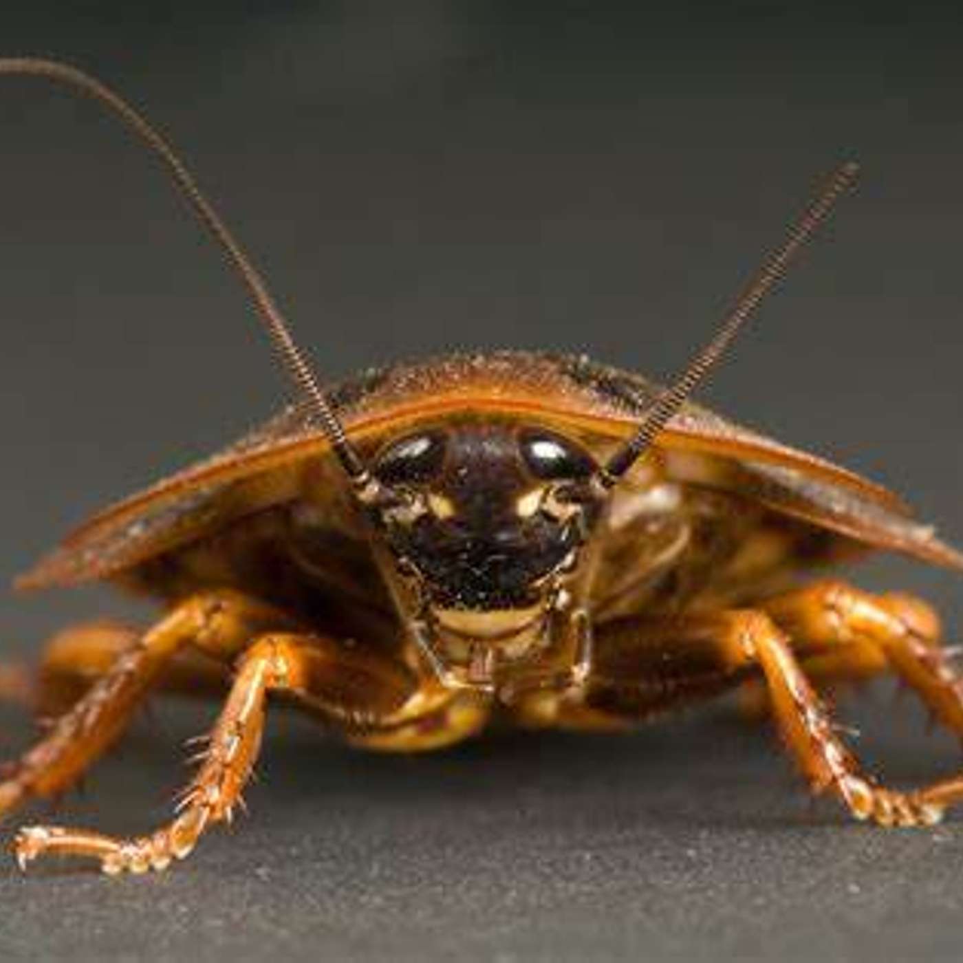 The Roaches