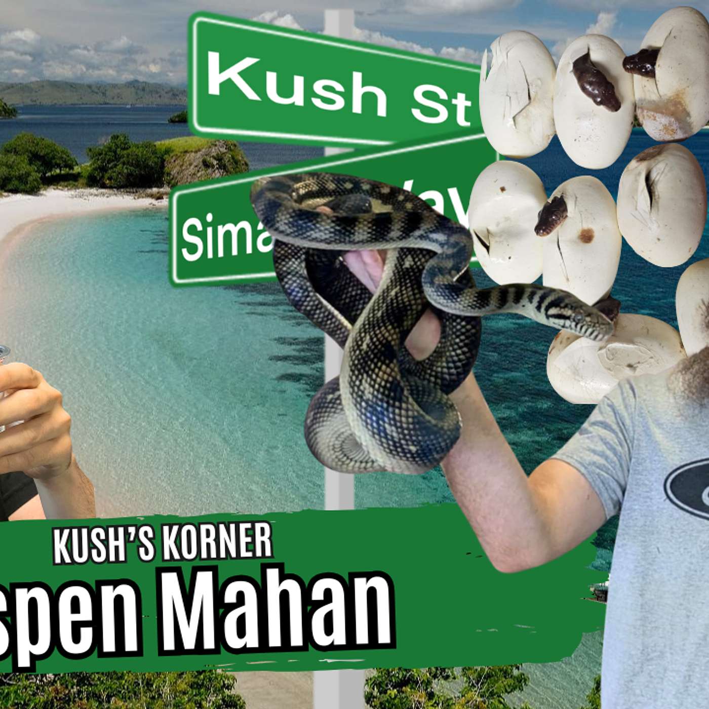 Breeding Barneck Scrub Pythons w/Aspen Mahan | Kush's Korner Live