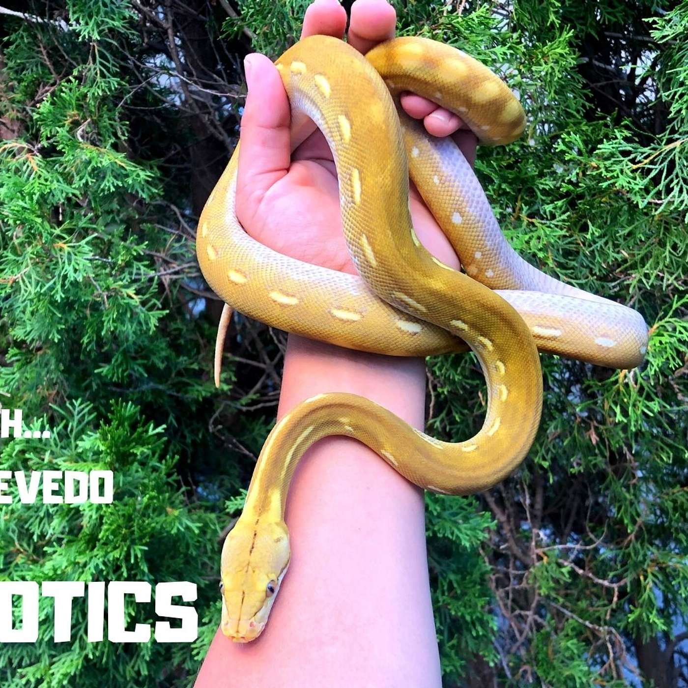 #26 ANDREW ACEVEDO OF A.A. EXOTICS | SUPER DWARF RETIC BREEDER | TRAP TALK WITH MJ PODCAST