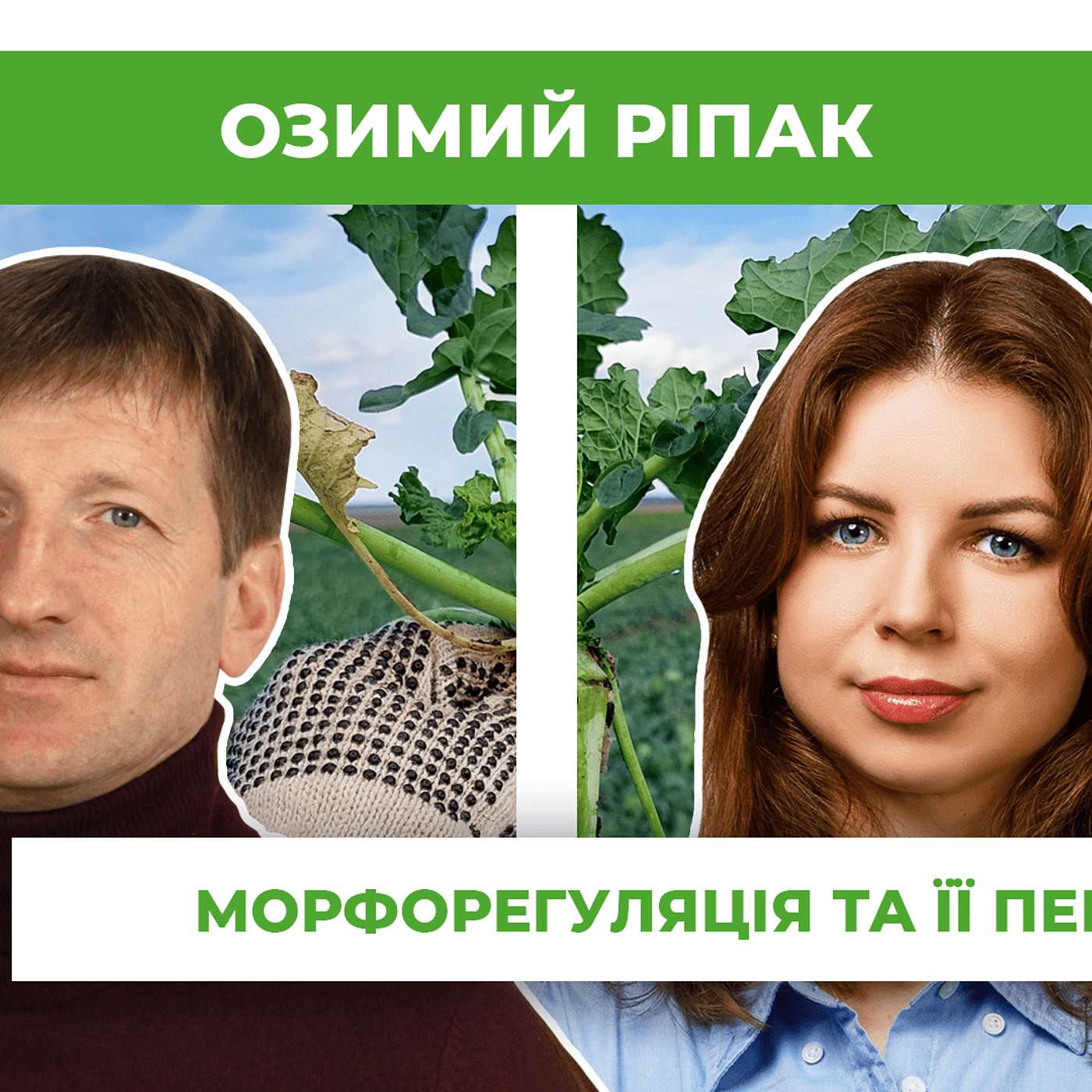 🎧 Морфорегуляція озимого ріпаку: важливість та рекомендації