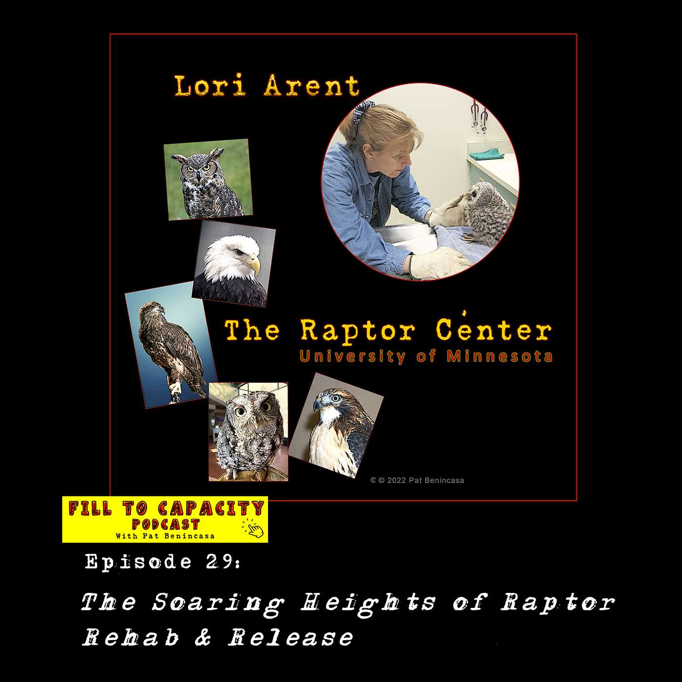 The Soaring Heights of Raptor Rehab & Release!