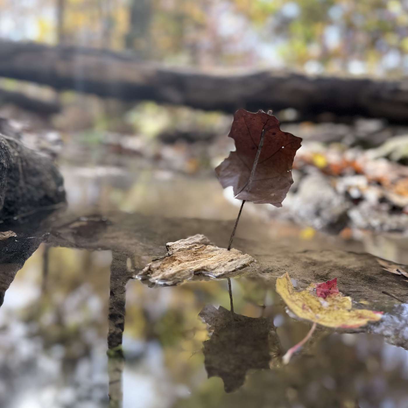 Play Grows Here: Finding Adventure in Your Own Backyard Play Grows Here: Finding Adventure in Your Own Backyard