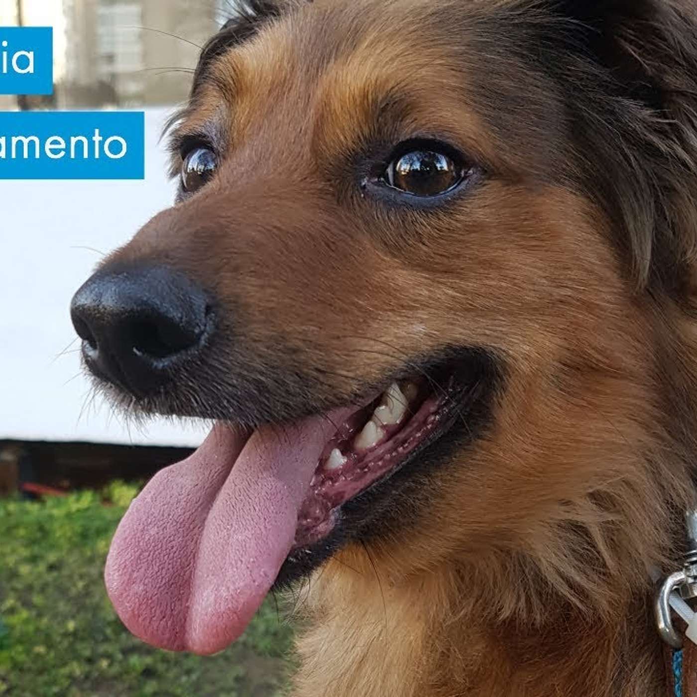 A importância do relacionamento certo com nossos cães. episode artwork