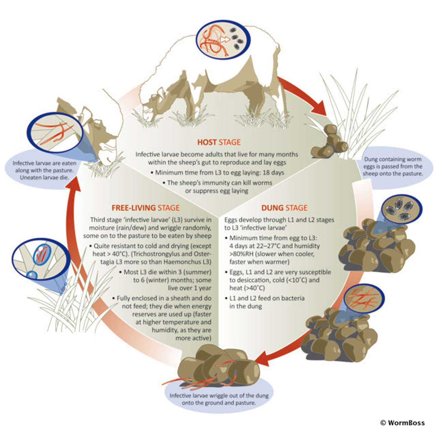 Episode 8 What’s important about a parasite’s life cycles