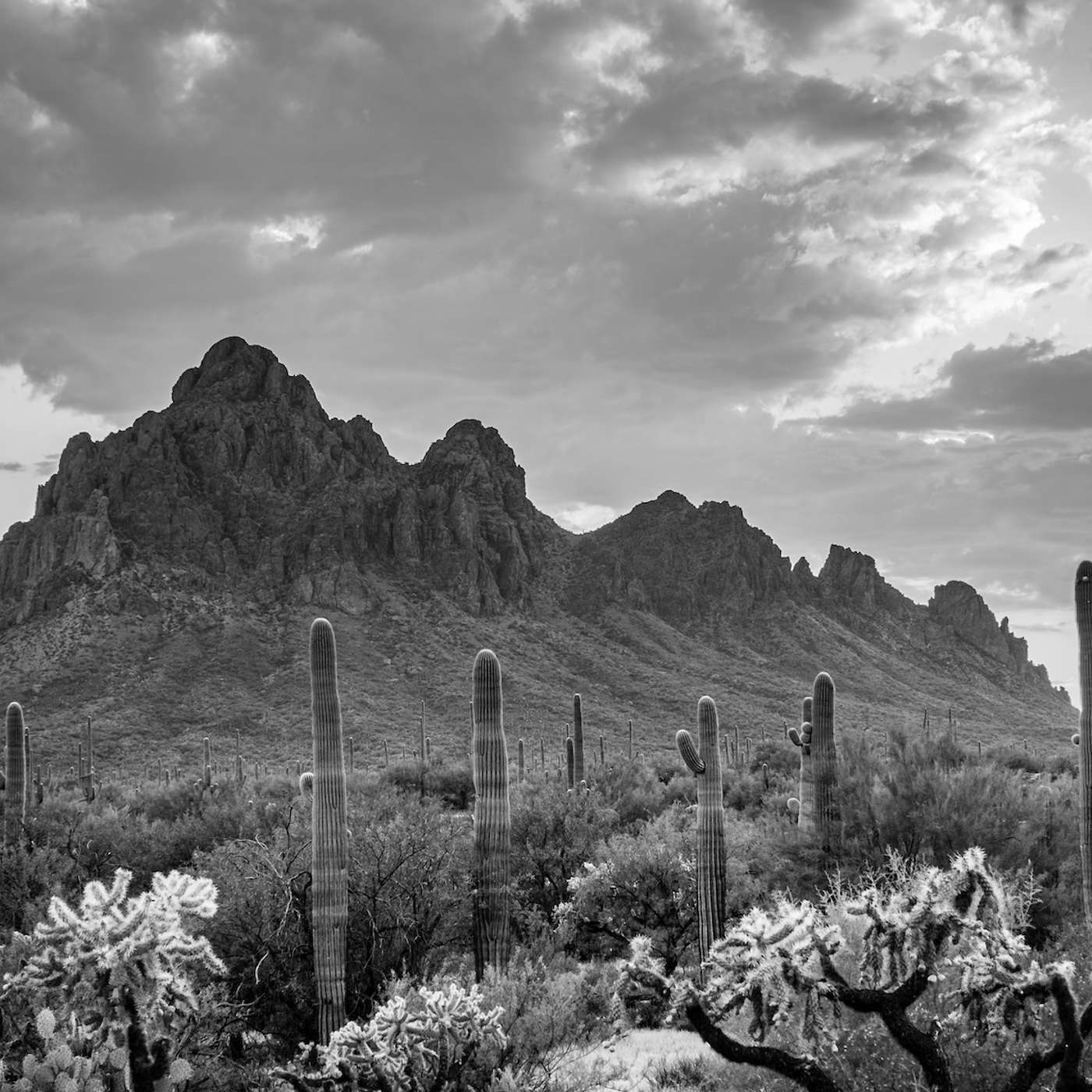 COUTURE Goes to Tucson