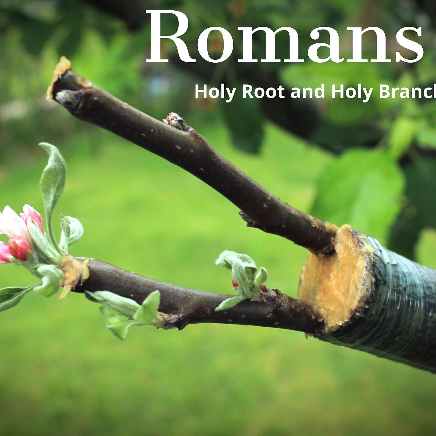 Romans 11:17-36 - Holy Root, Holy Branches Pt. 2