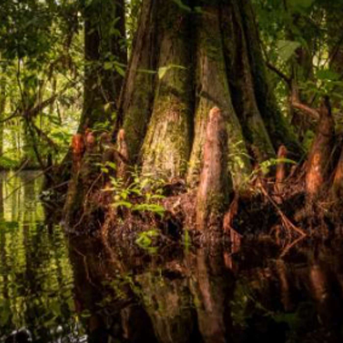 Free Water discussion cover art