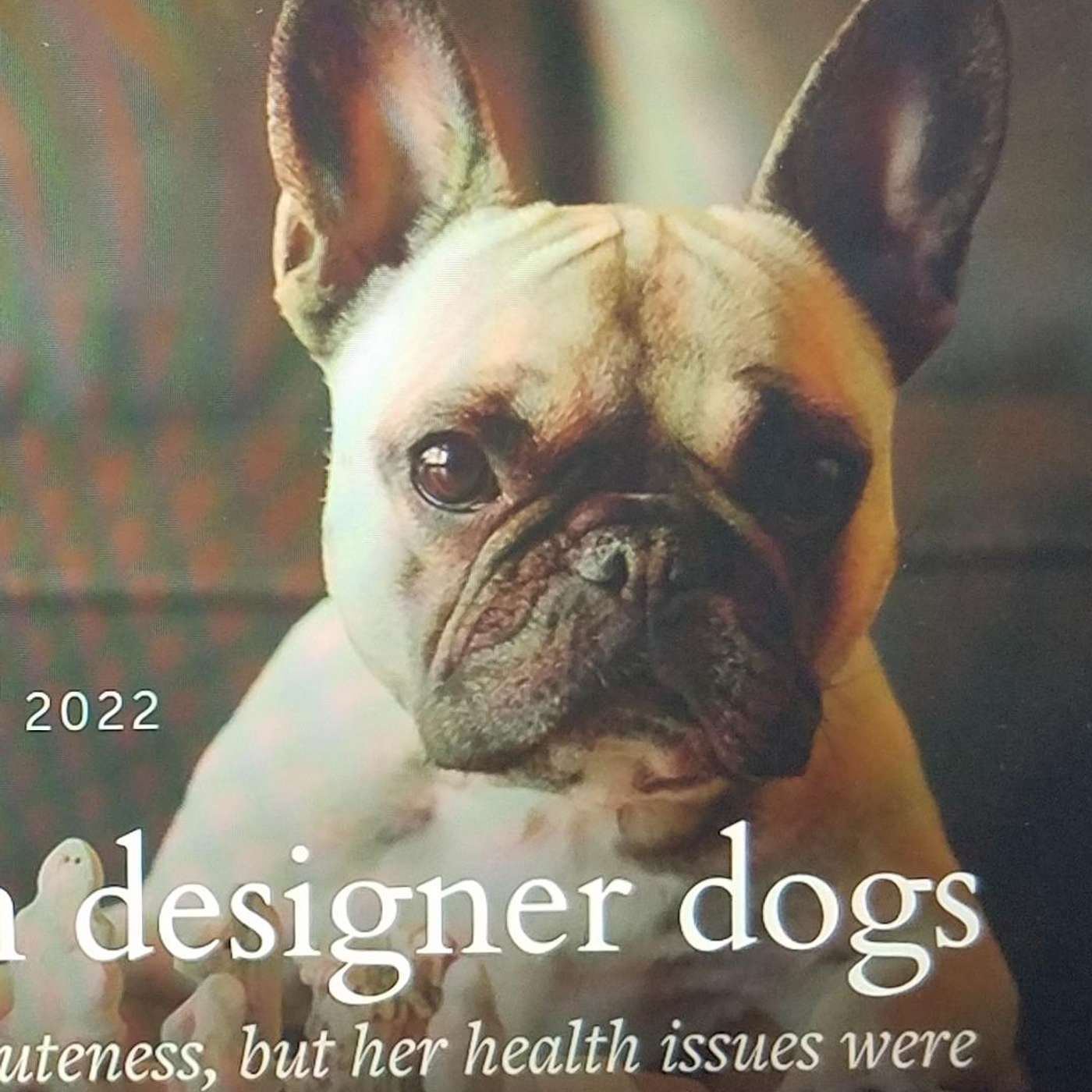 Teacher Tails - Karrer Shorts