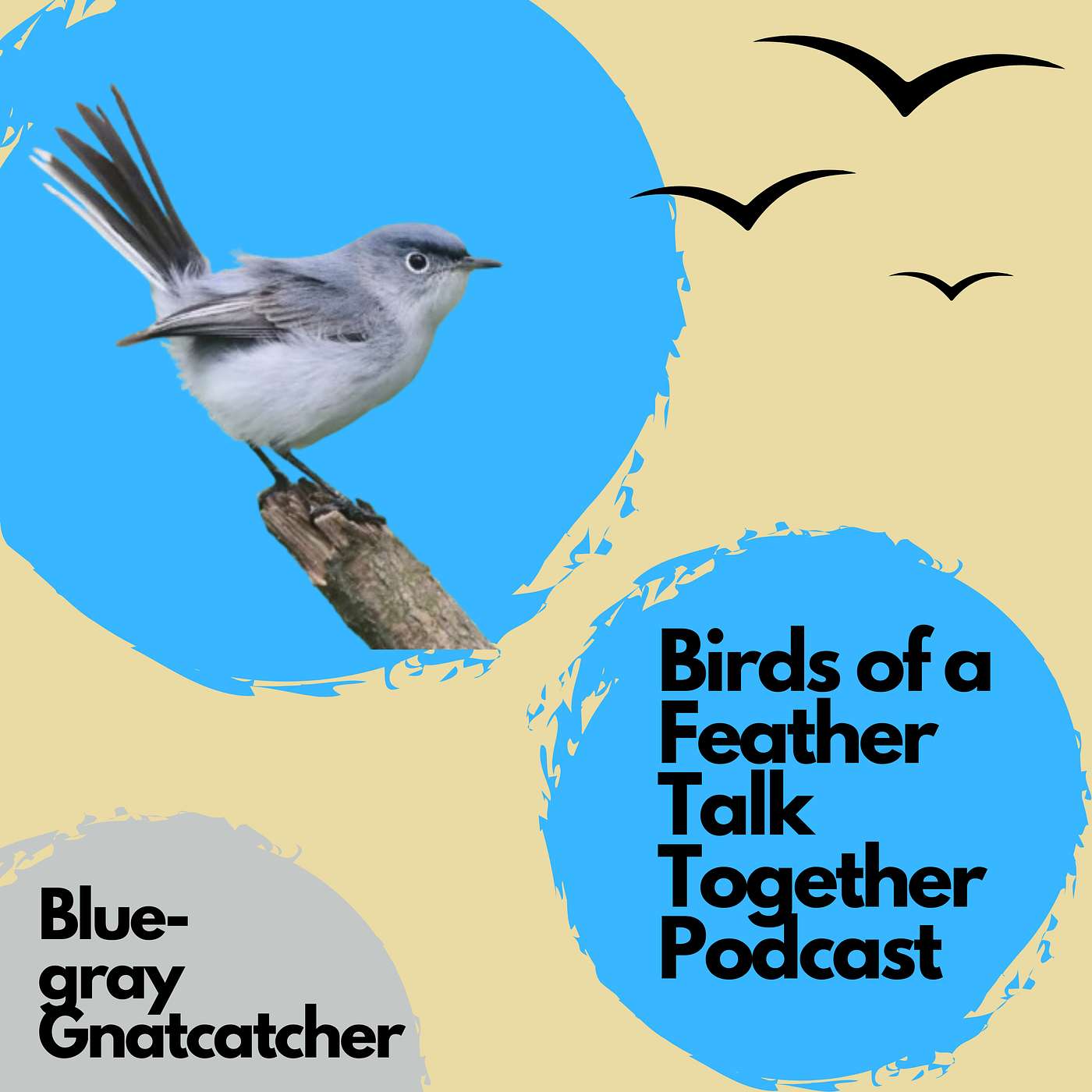 108: Blue-gray Gnatcatcher - Cute Bird With A Ton Of Personality!