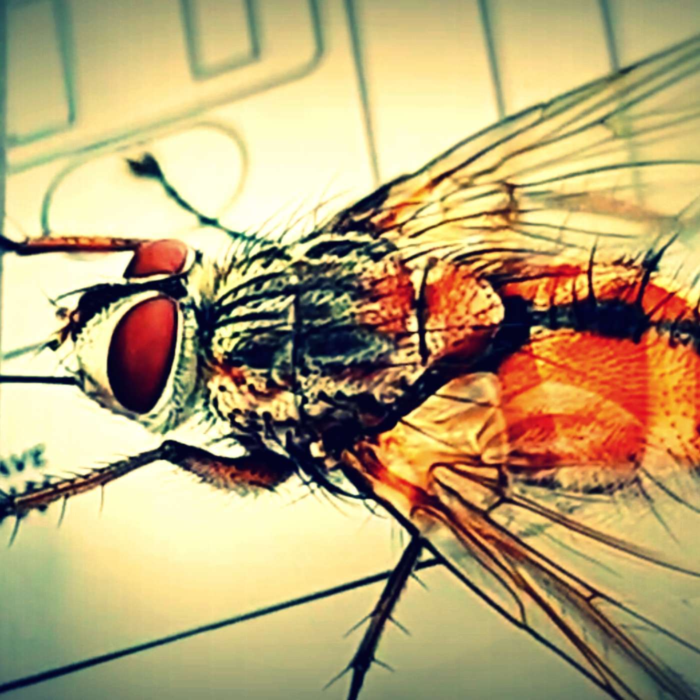 Exterminati: Insects From Below  - the Novel