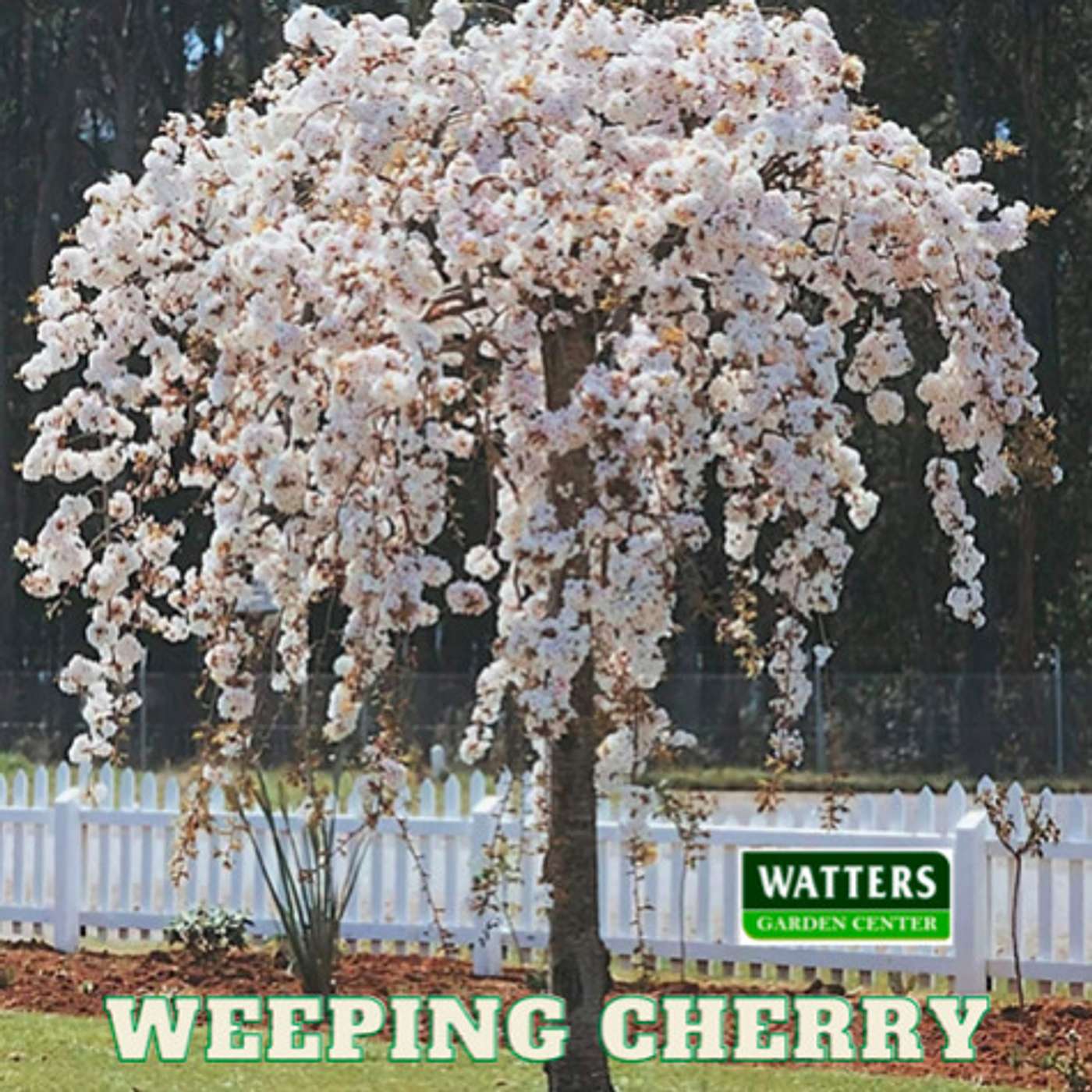 Top 10 Blooming Trees of Spring