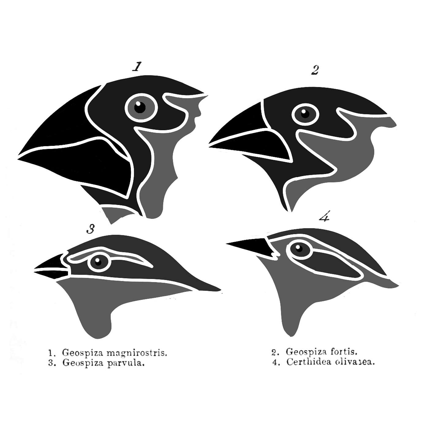 Darwin's Finches episode artwork