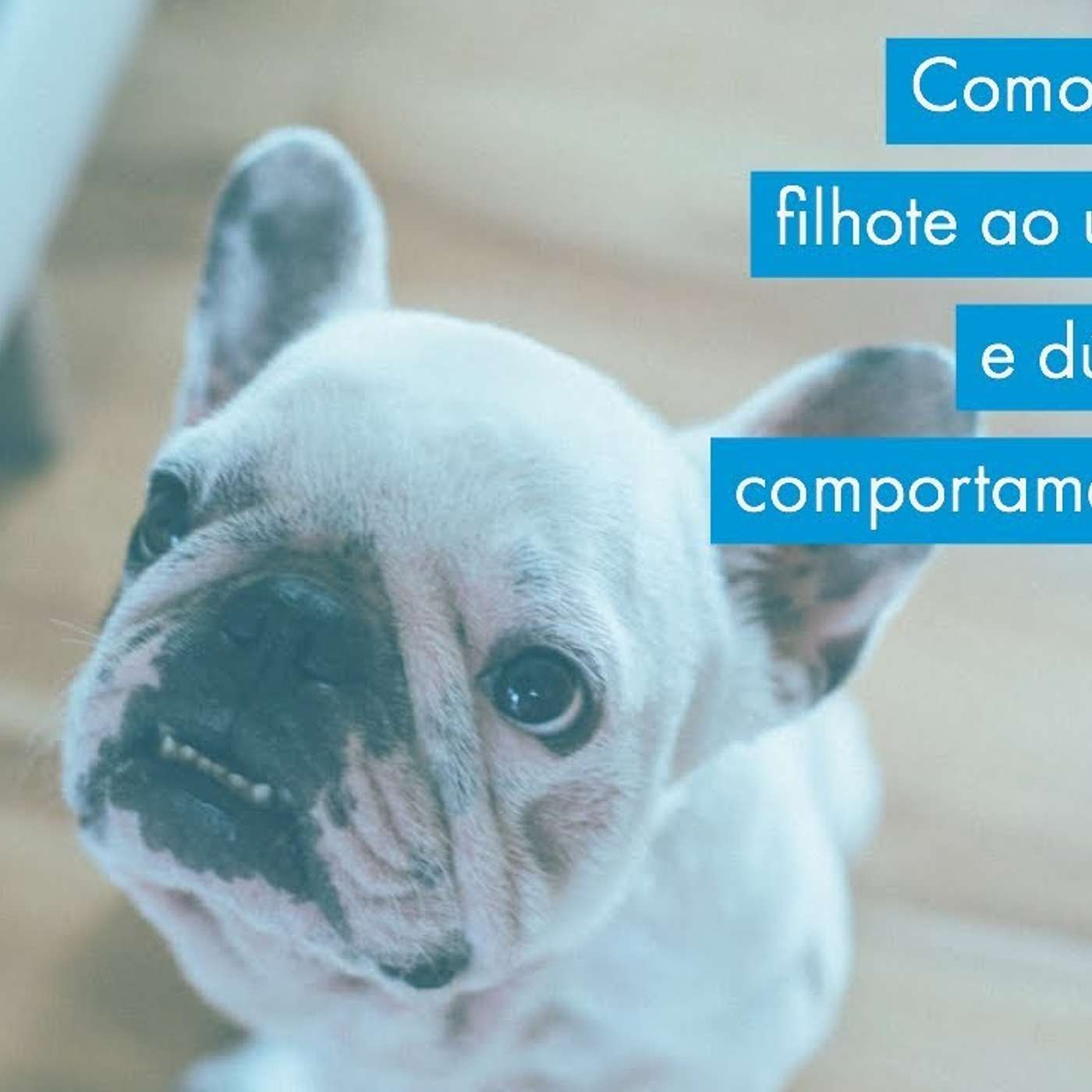 Introdução de guia para filhotes e outras dúvidas sobre cachorros. episode artwork