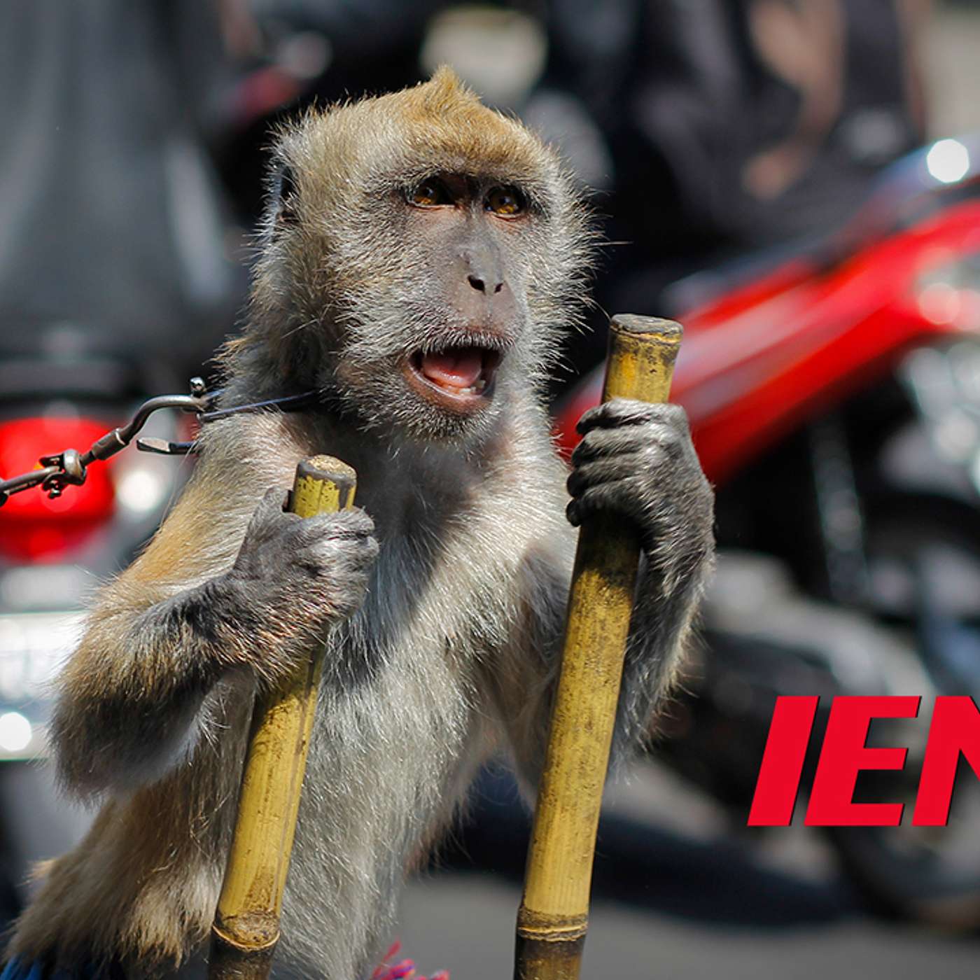 Walmart Pulls Coconut Milk Amid Forced Monkey Labor Allegations