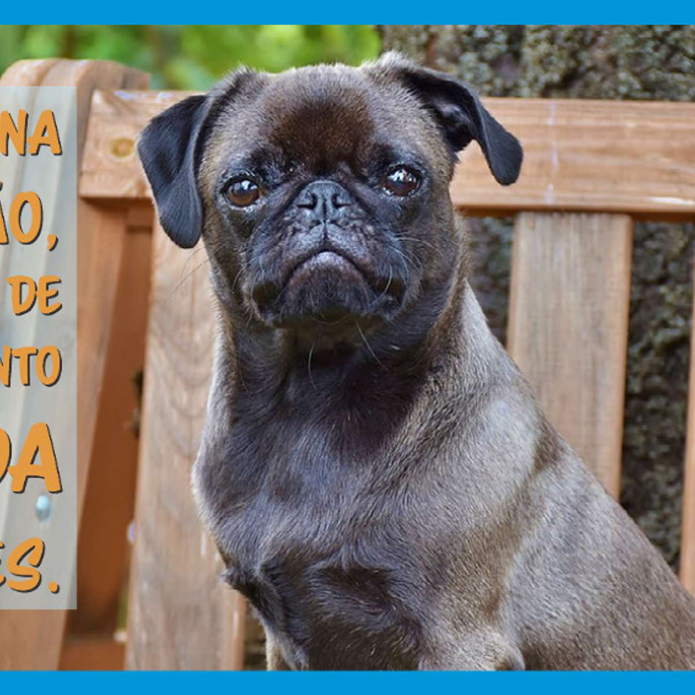 A disciplina e direção, como base de conhecimento na vida com cães.